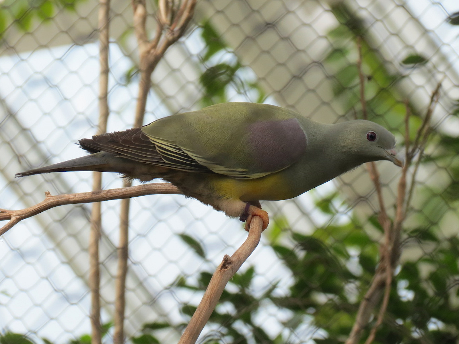 Rainforest - Rodrigues Fruit Bat and Birds Exhibit - Bruce's Green Pigeon