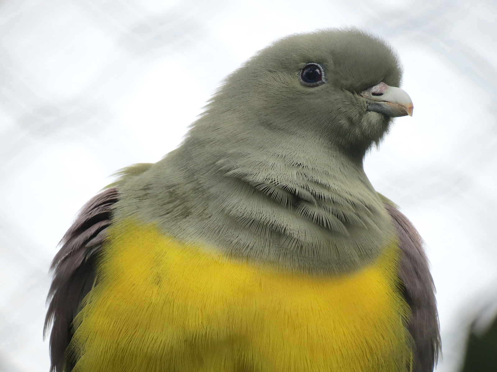 Rainforest - Rodrigues Fruit Bat and Birds Exhibit - Bruce's Green Pigeon