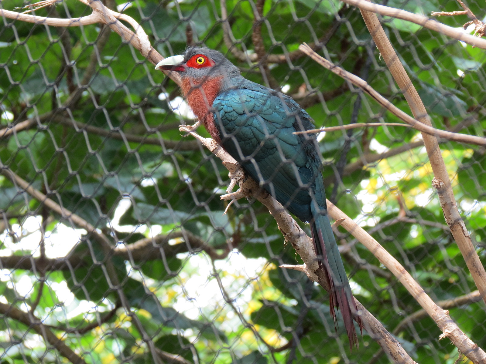 Rainforest - Rodrigues Fruit Bat and Birds Exhibit - Chestnut-breasted Malkoha