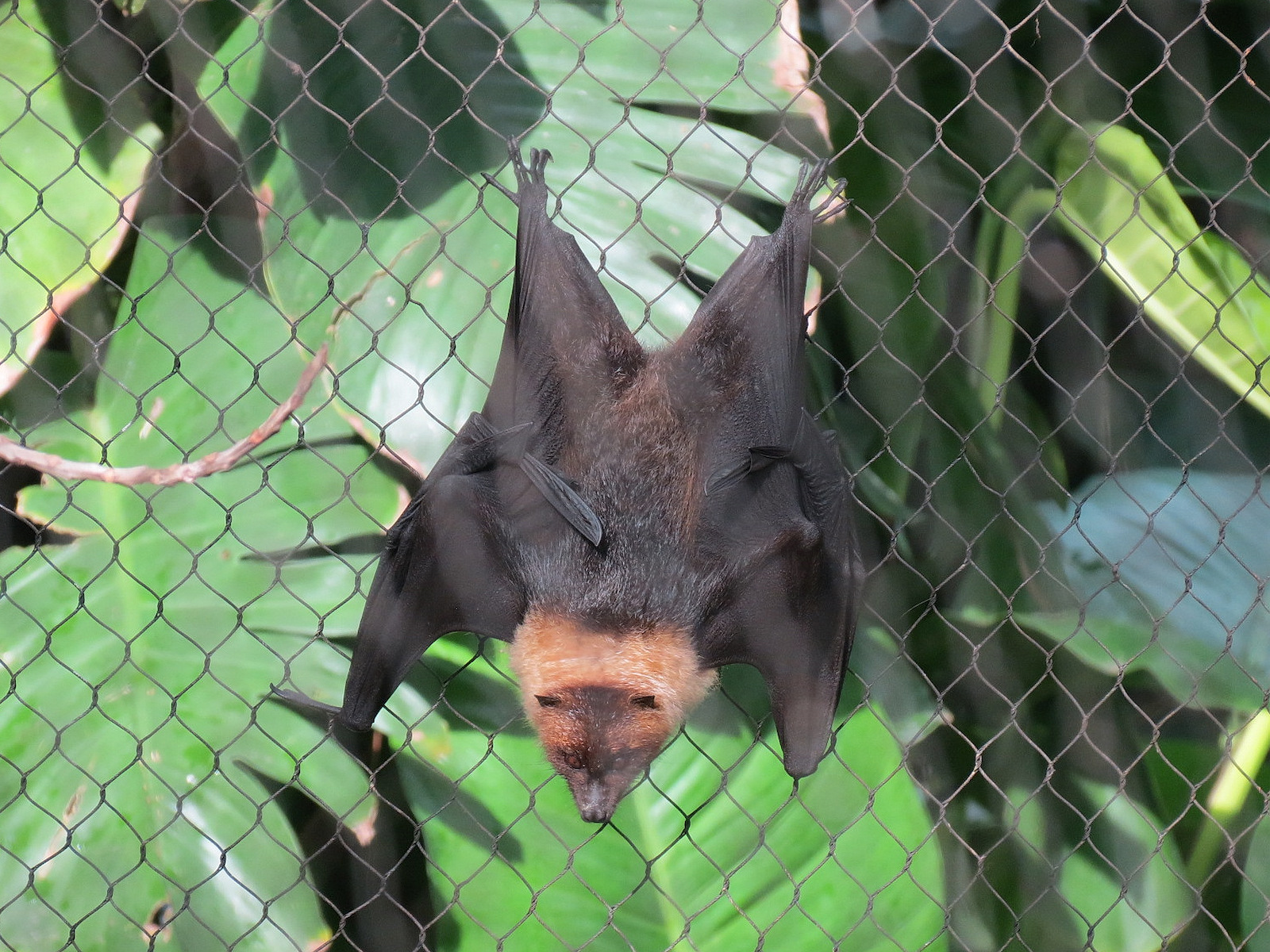 Rainforest - Rodrigues Fruit Bat and Birds Exhibit - Rodrigues Fruit Bat