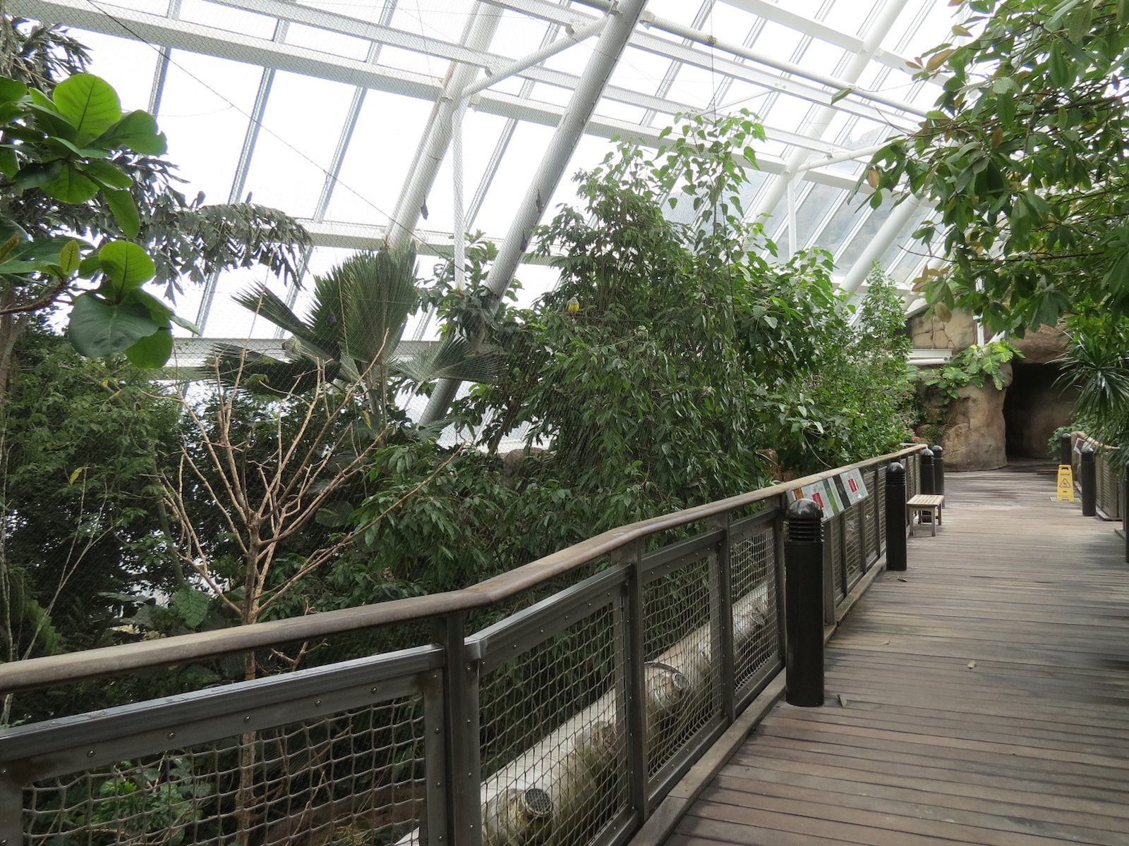 Rainforest - Rodrigues Fruit Bat and Birds Exhibit