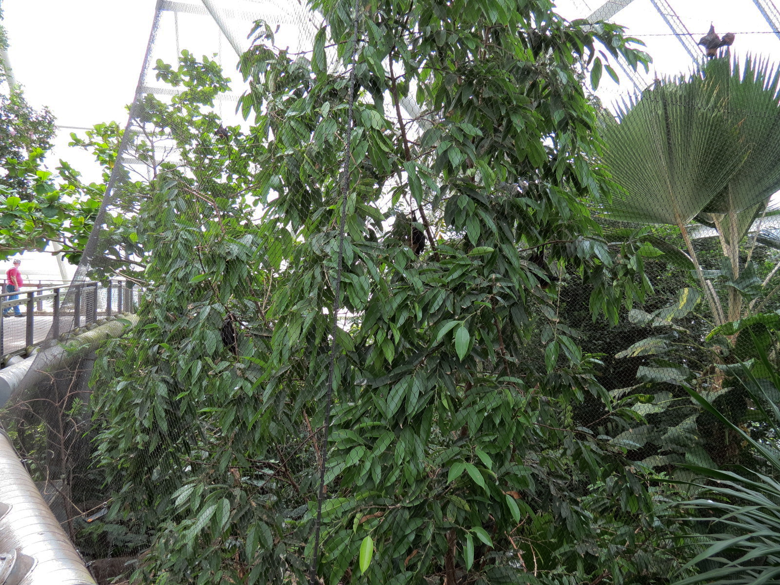 Rainforest - Rodrigues Fruit Bat and Birds Exhibit