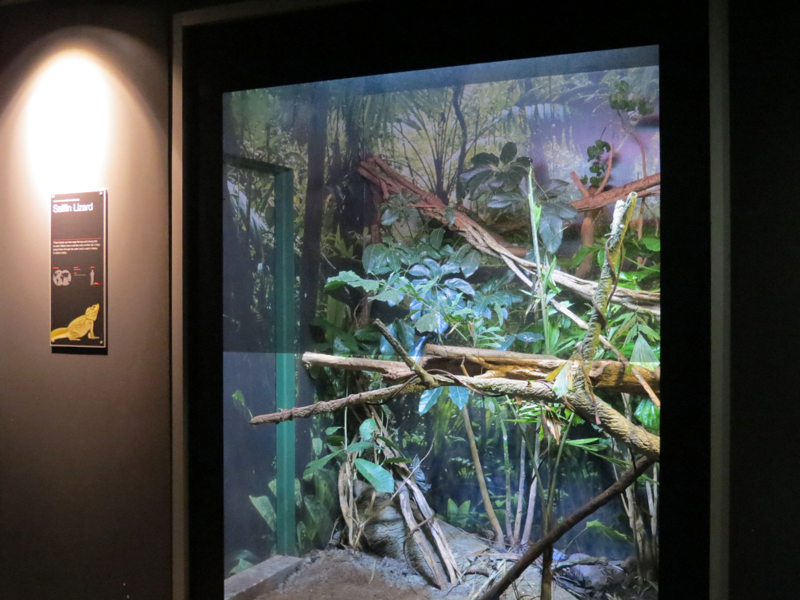 Rainforest - Sailfin Lizard Exhibit