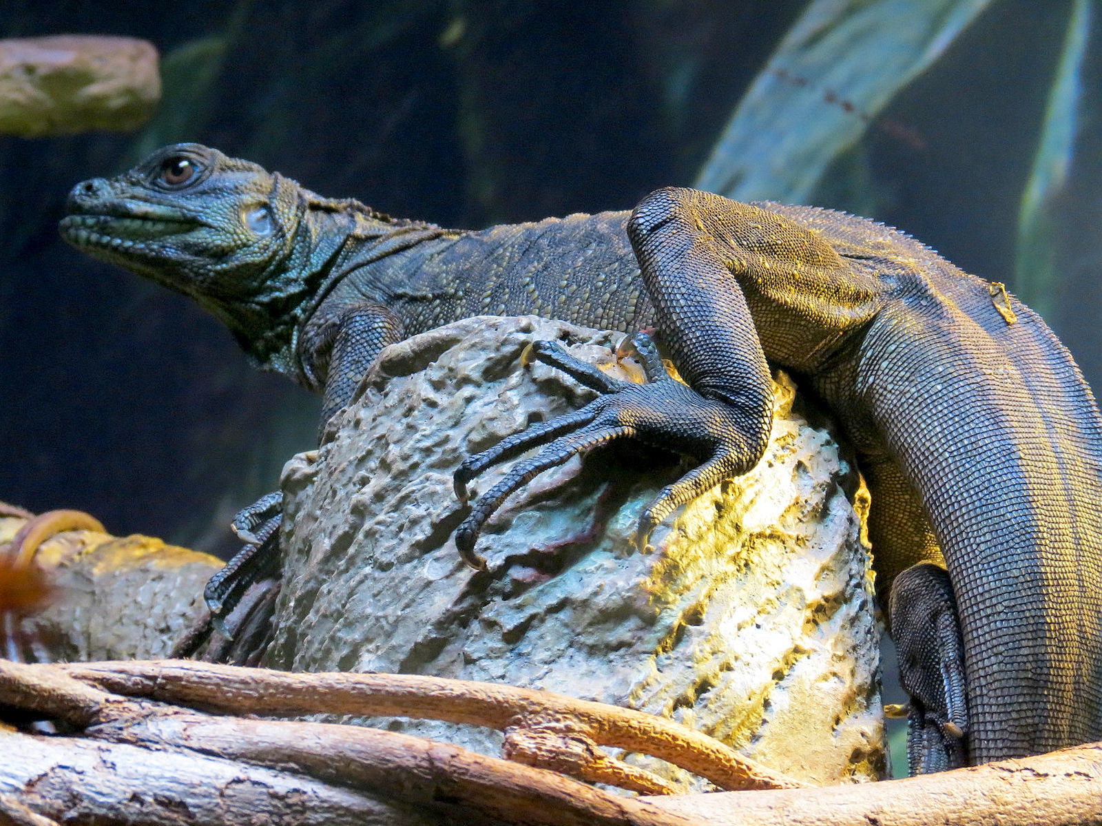 Rainforest - Sailfin Lizard Exhibit