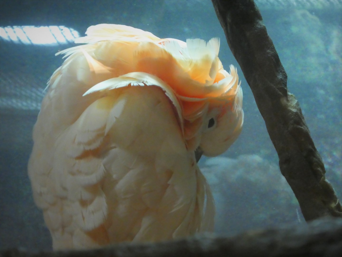 Rainforest - Salmon-crested Cockatoo