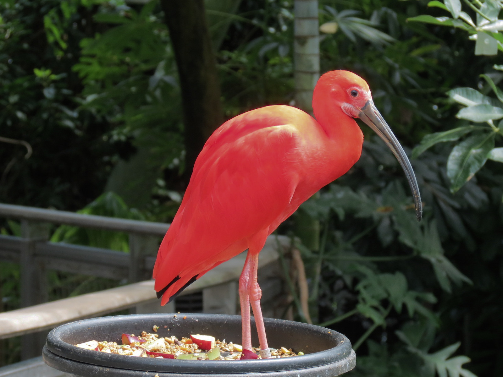 Rainforest - Scarlet Ibis (Free Roaming)