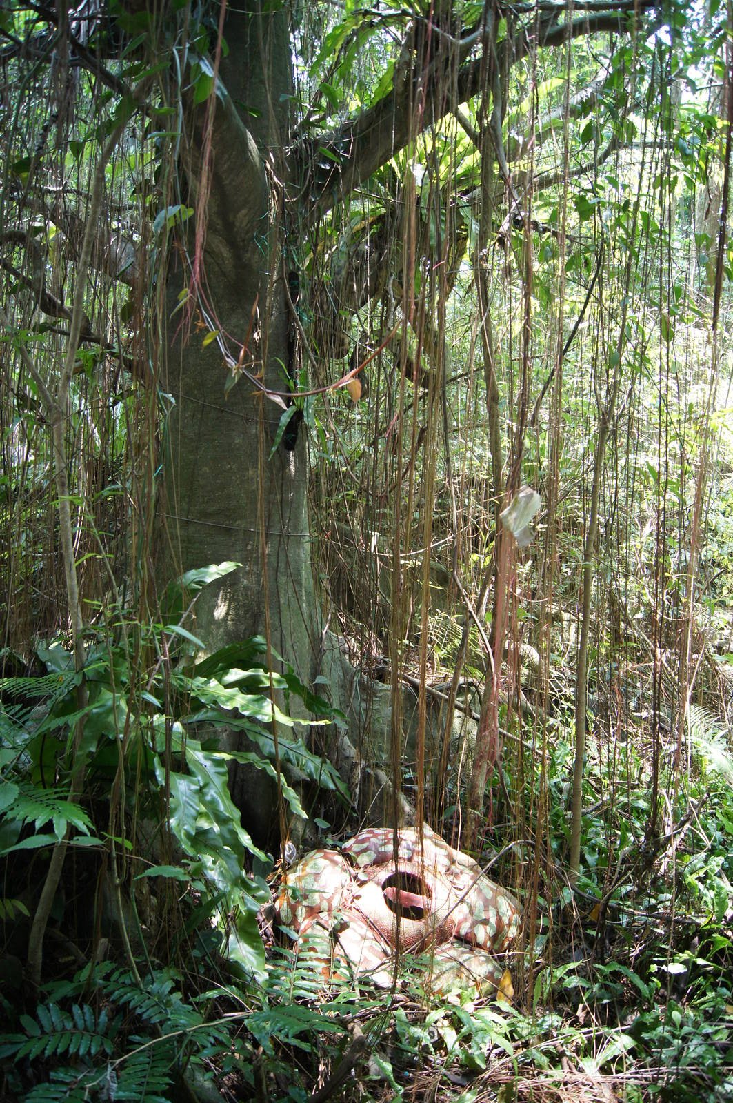 Rainforest scene