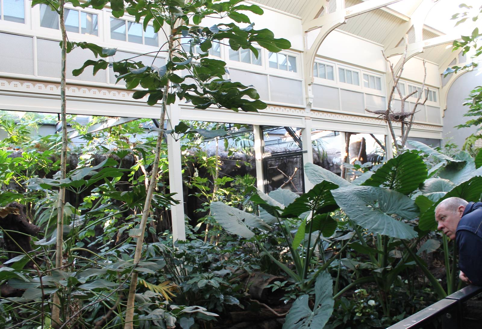 Rainforest-section Bird-house