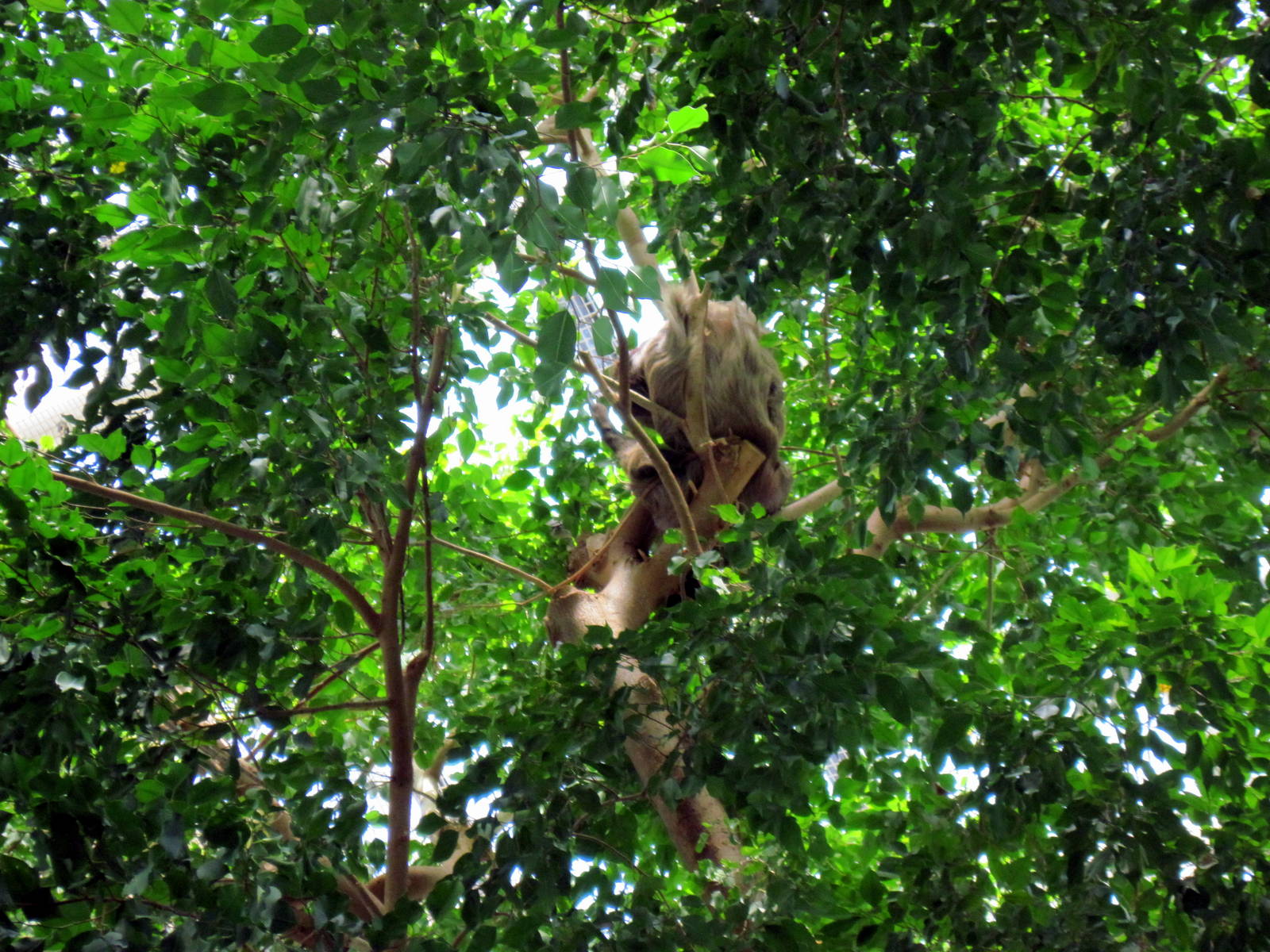 Rainforest-Sloth