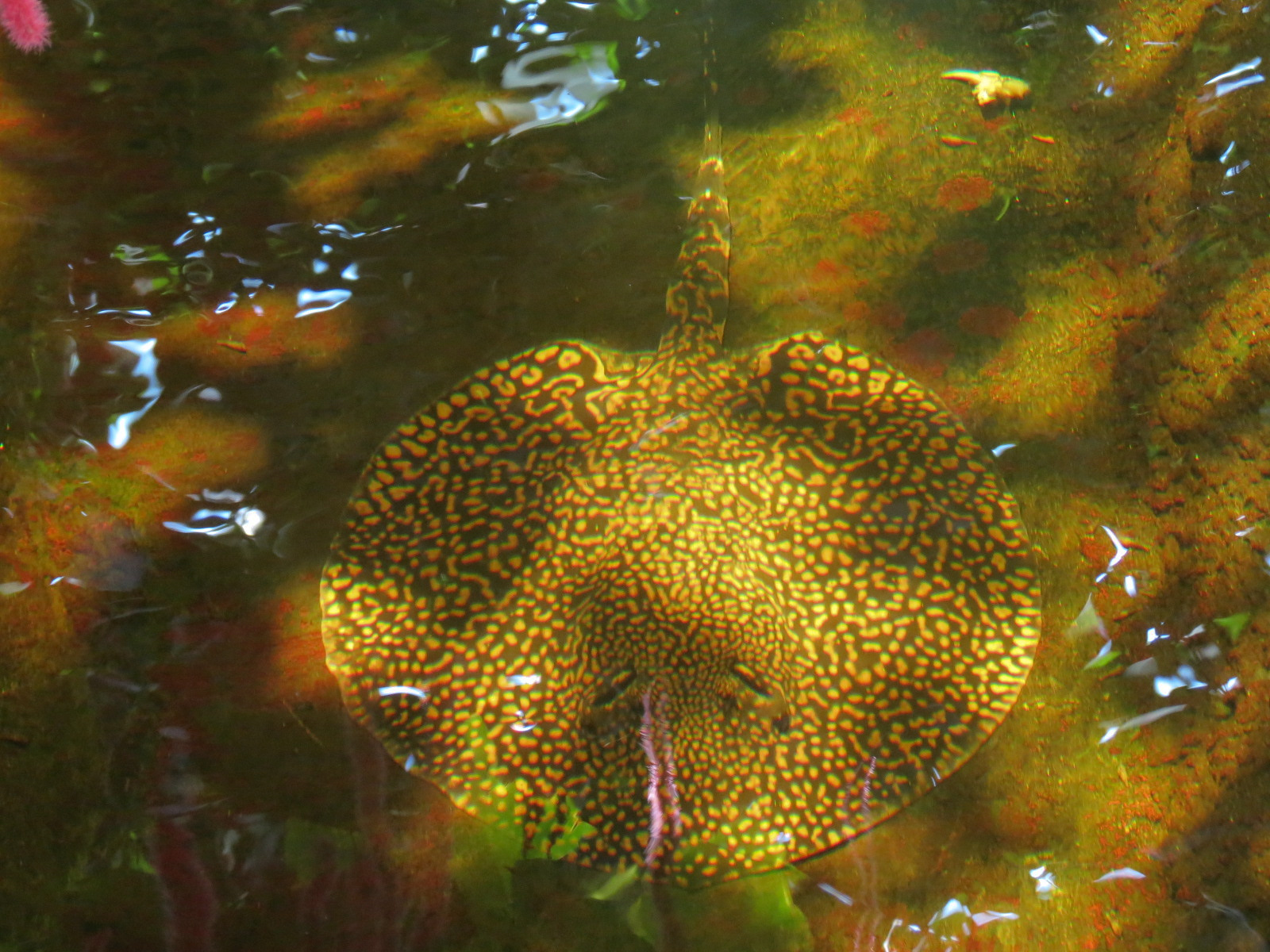 Rainforest - Small Pond Exhibit - Tiger River Stingray