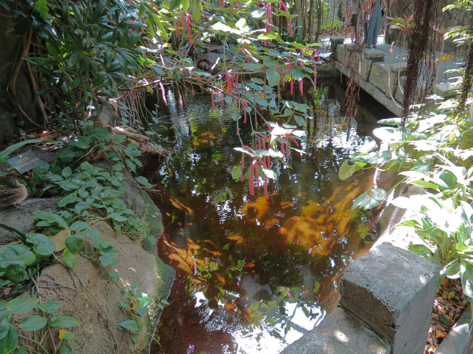 Rainforest - Small Pond Exhibit