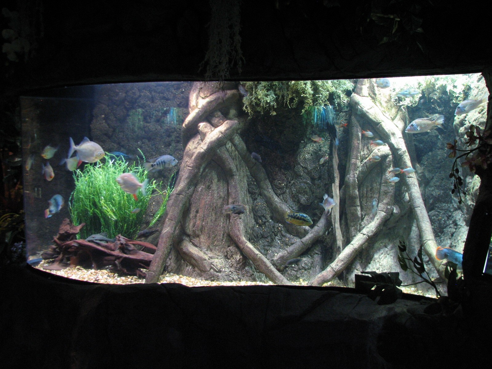 Rainforest - South American Exhibit