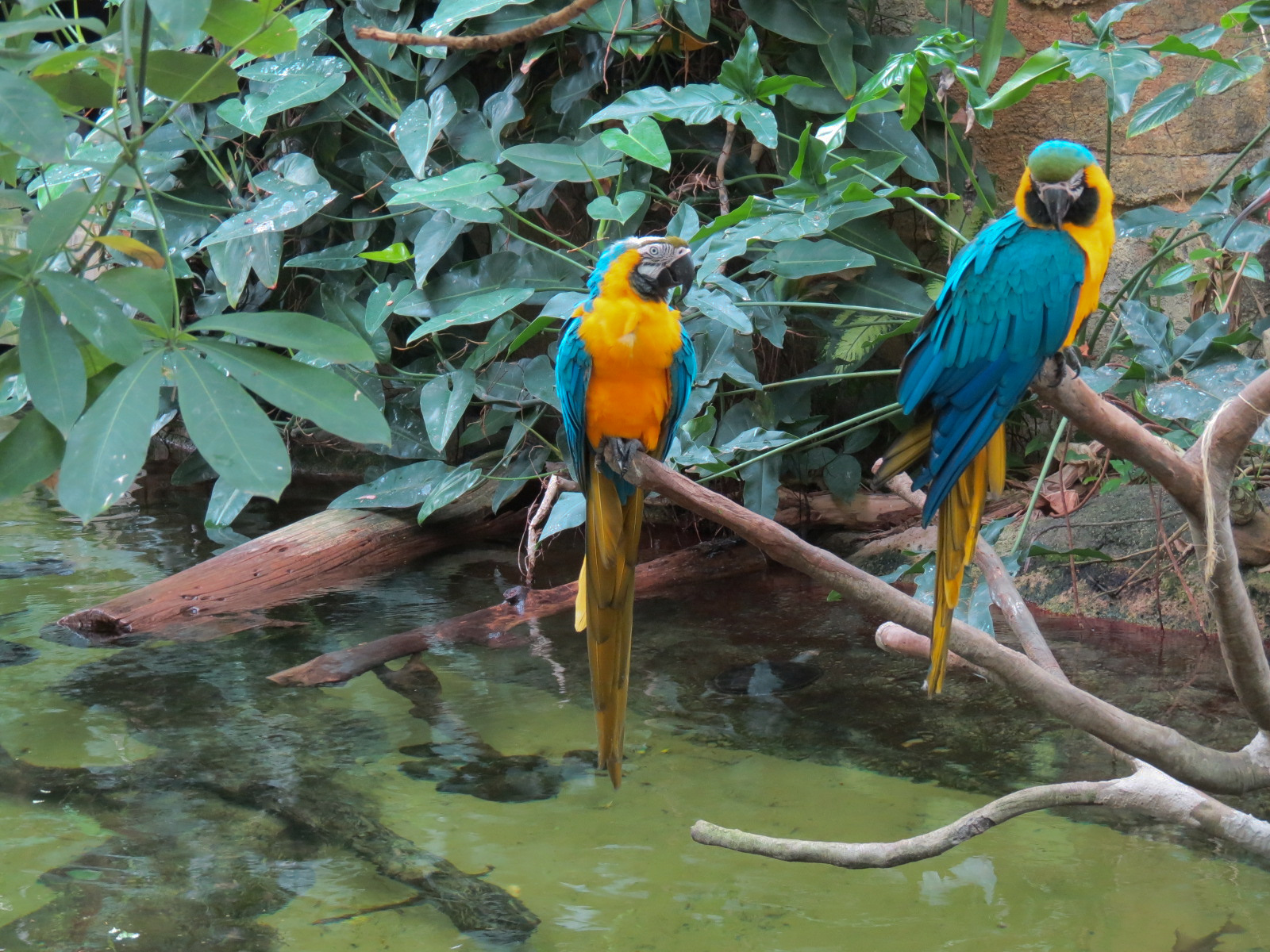 Rainforest - South American Pond Exhibit Area - Blue And Gold Macaw