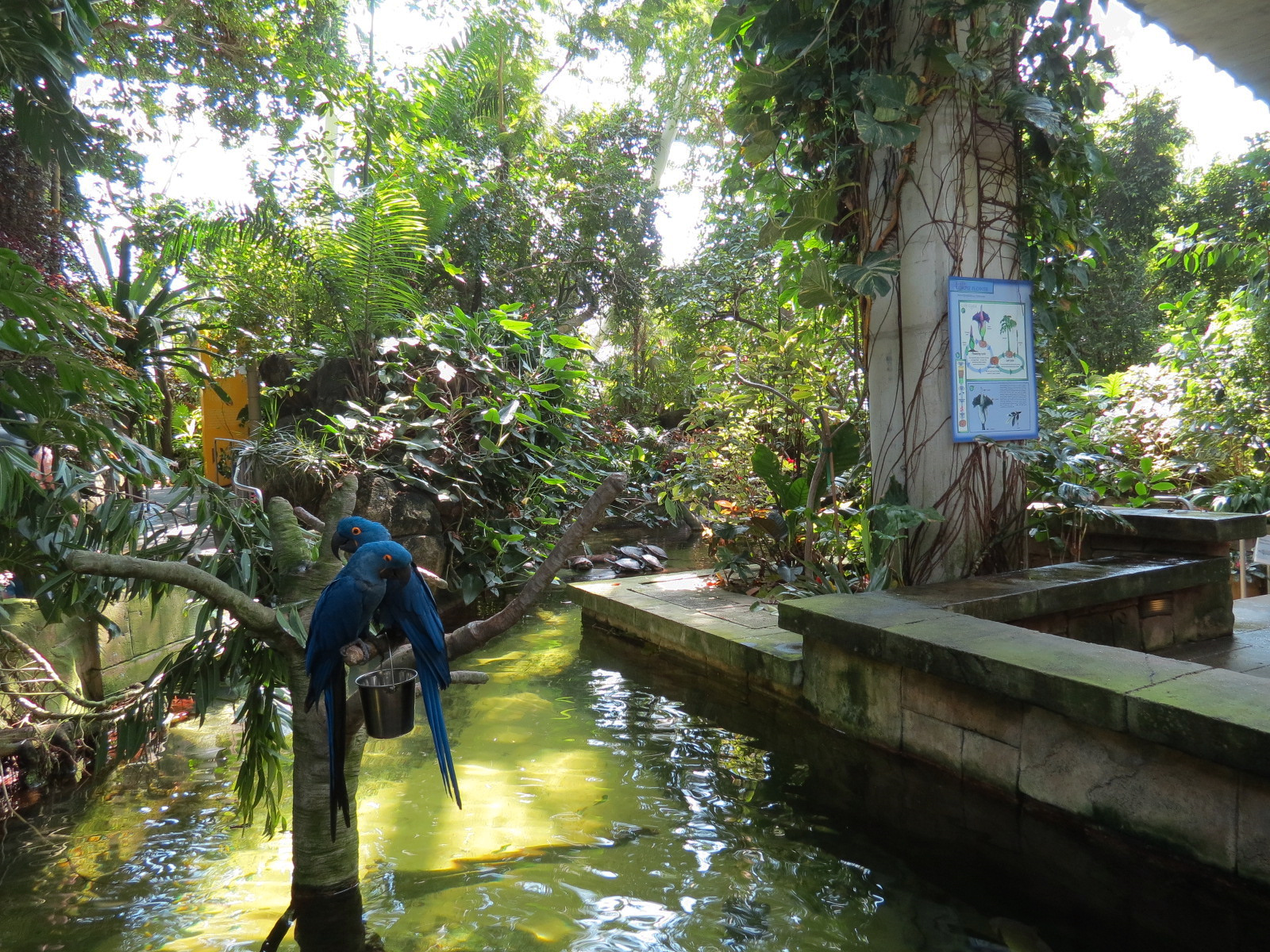 Rainforest - South American Pond Exhibit Area - Hyacinth Macaw