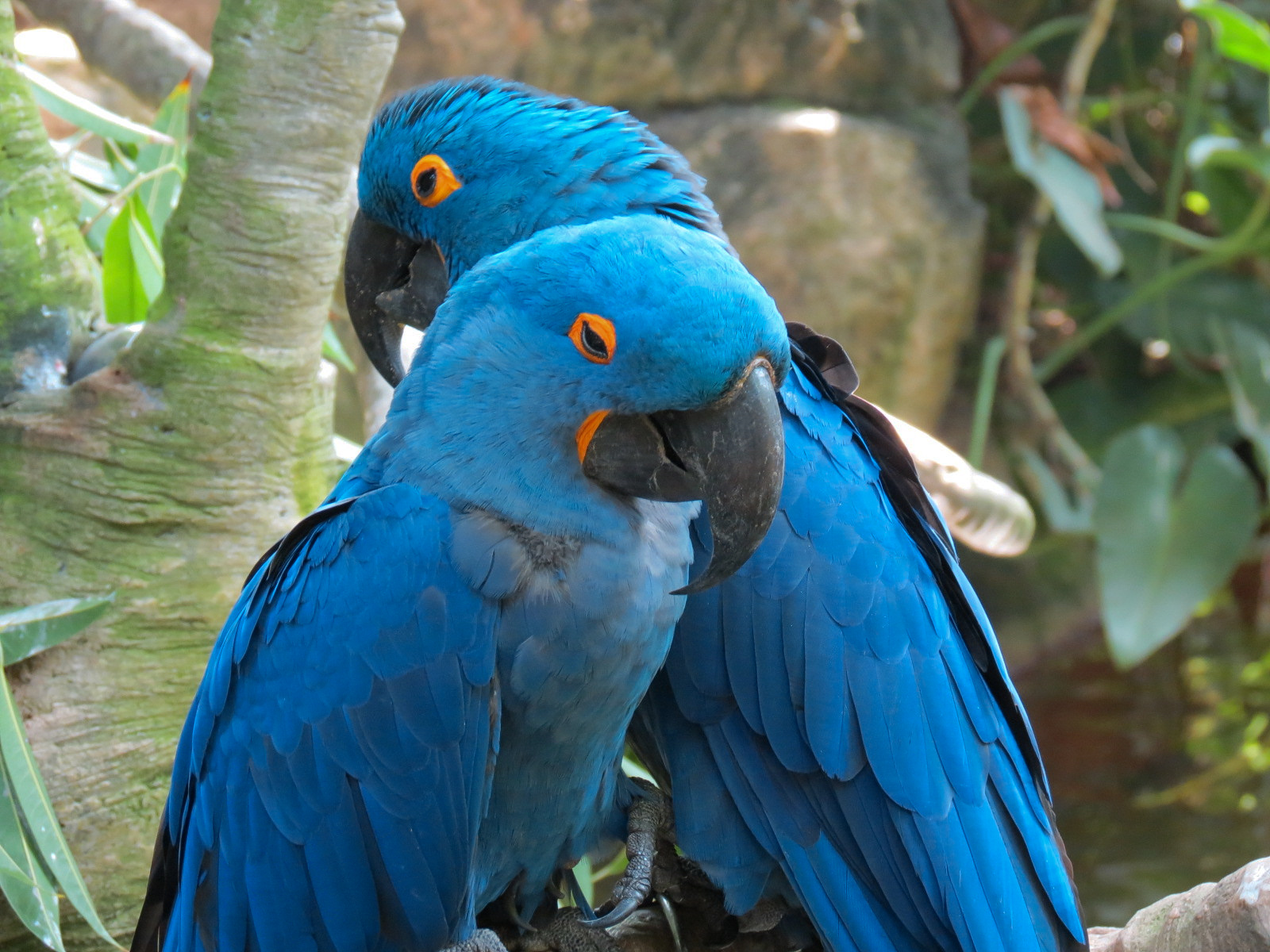 Rainforest - South American Pond Exhibit Area - Hyacinth Macaw