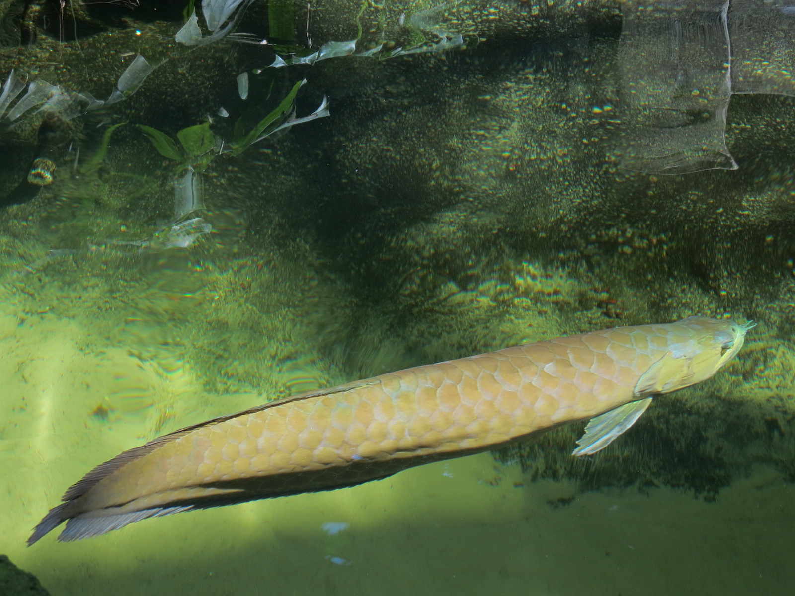 Rainforest - South American Pond Exhibit Area - Silver Arawana
