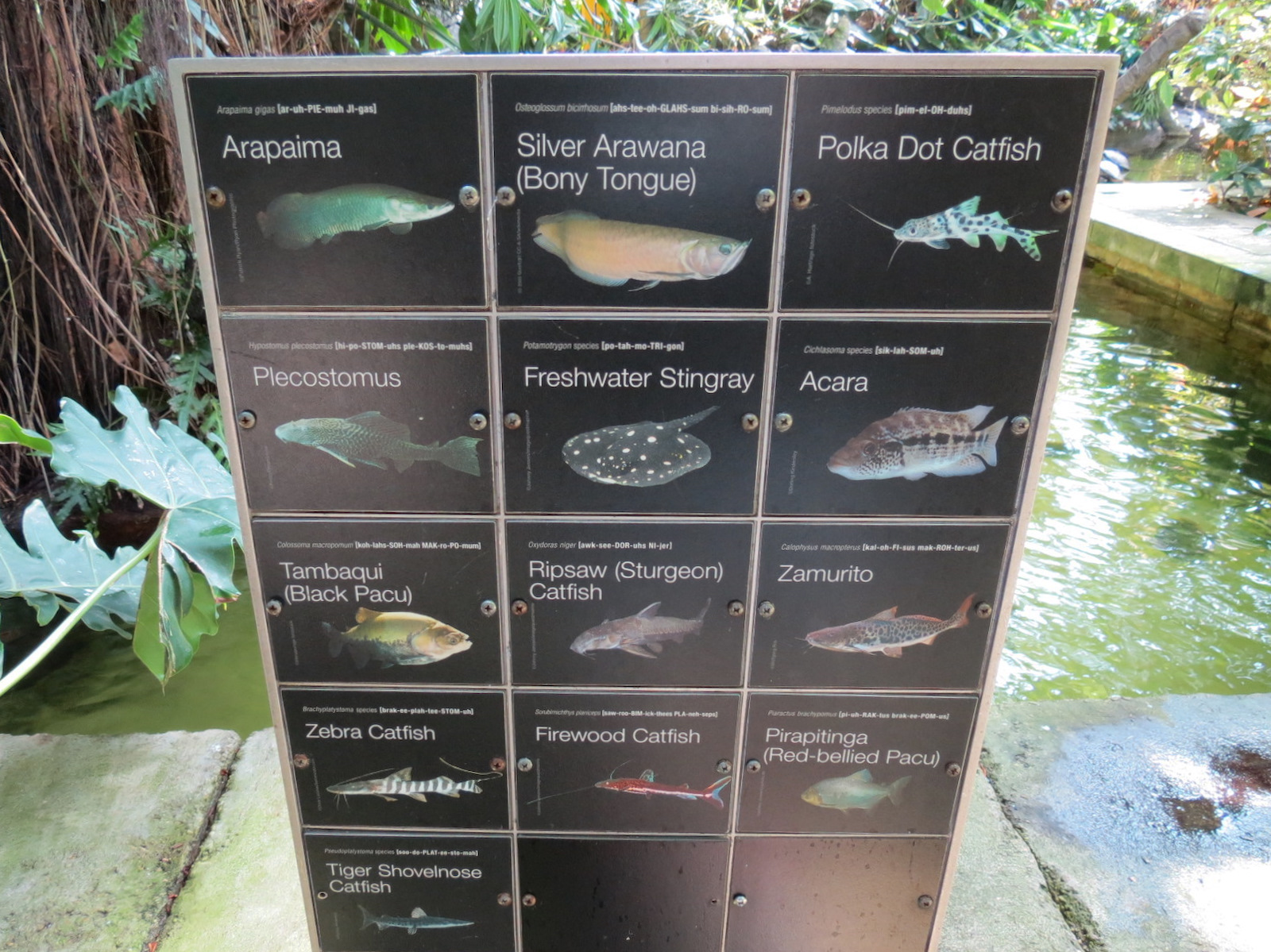 Rainforest - South American Pond Exhibit Area - Species Sign