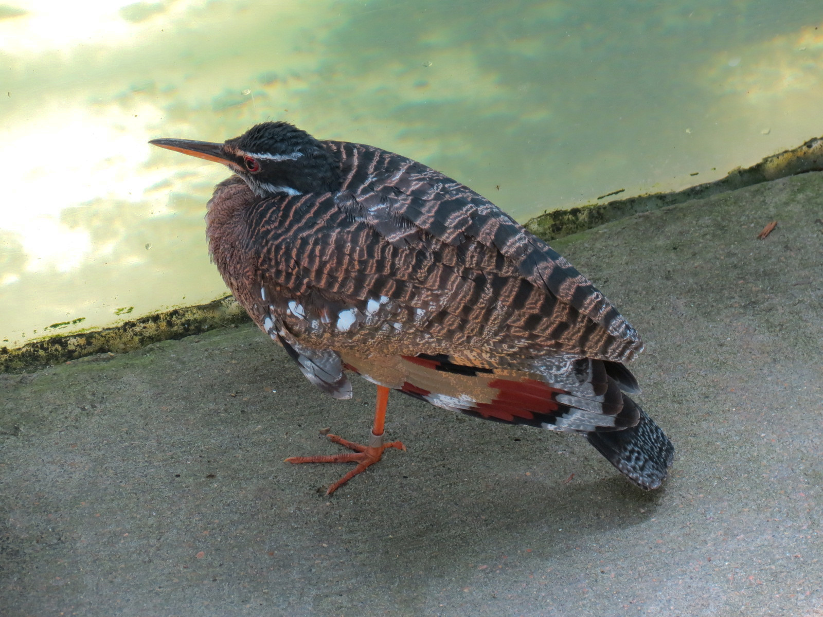 Rainforest - South American Pond Exhibit Area - Sunbittern (Free Roaming)