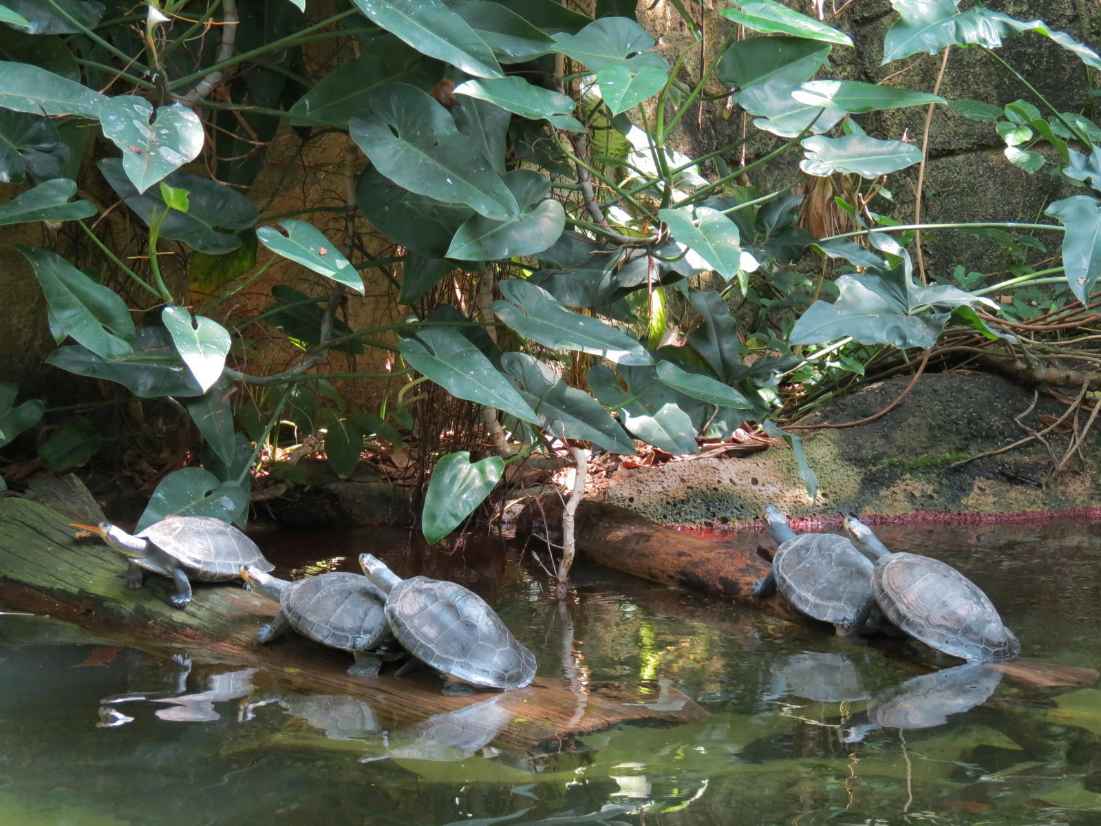 Rainforest - South American Pond Exhibit Area - Yellow Spotted Amazon River Turtle