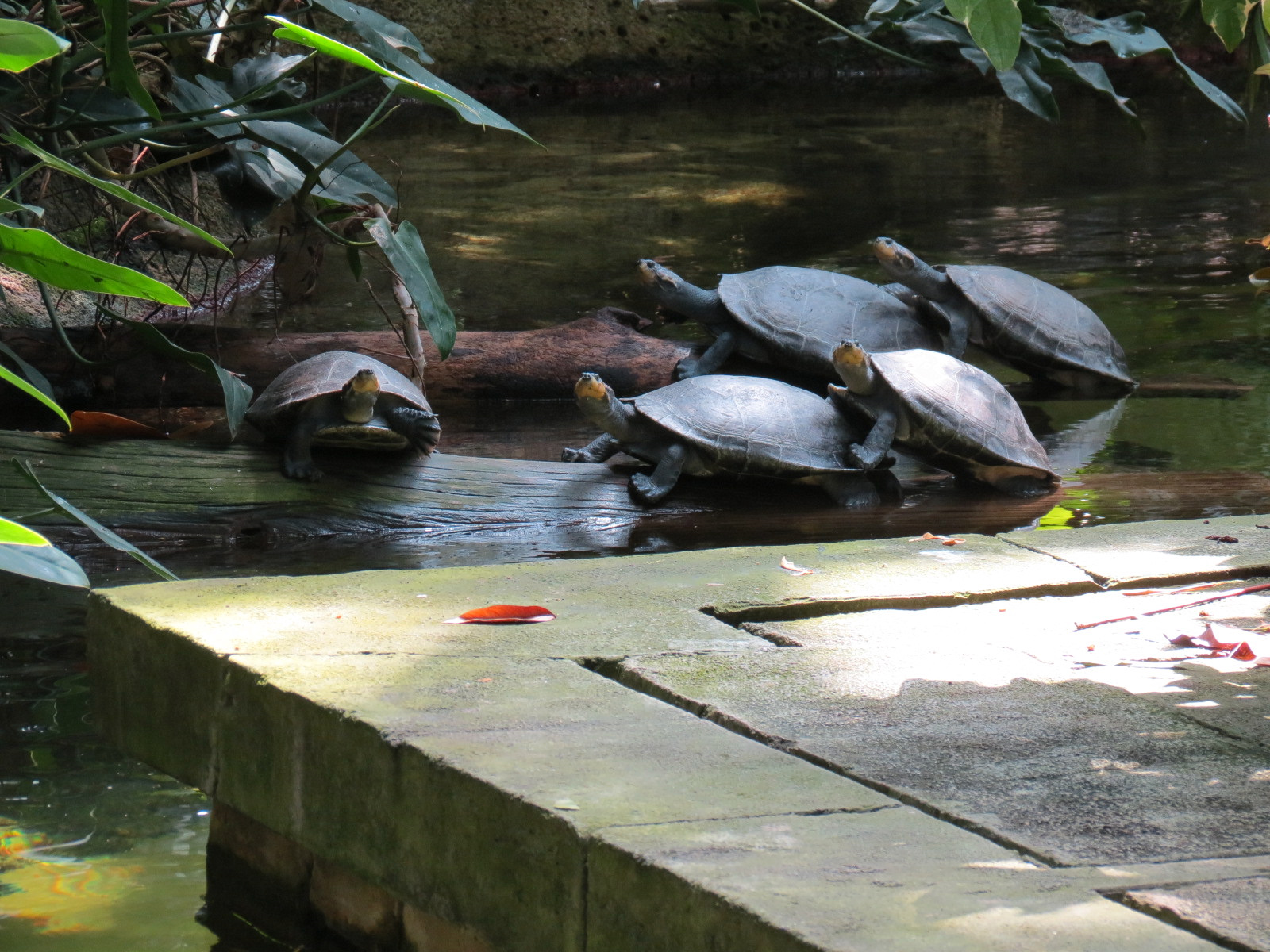 Rainforest - South American Pond Exhibit Area - Yellow Spotted Amazon River Turtle