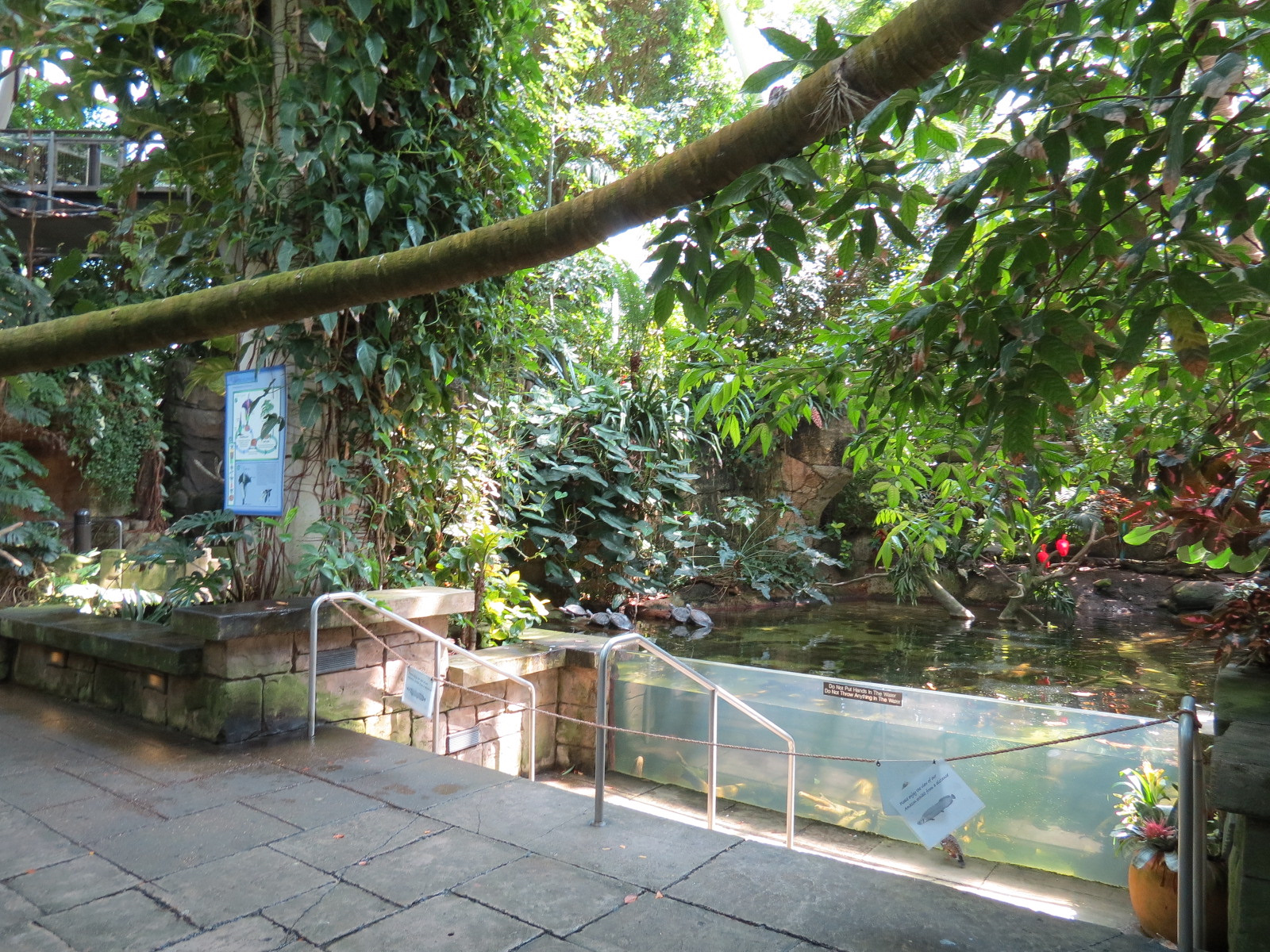 Rainforest - South American Pond Exhibit Area