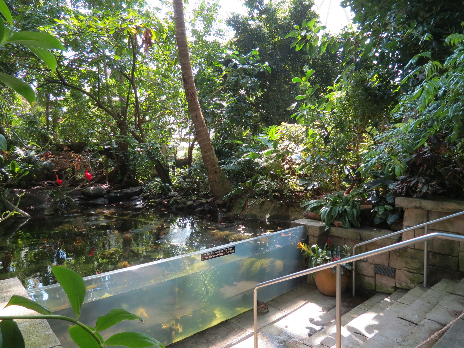 Rainforest - South American Pond Exhibit Area