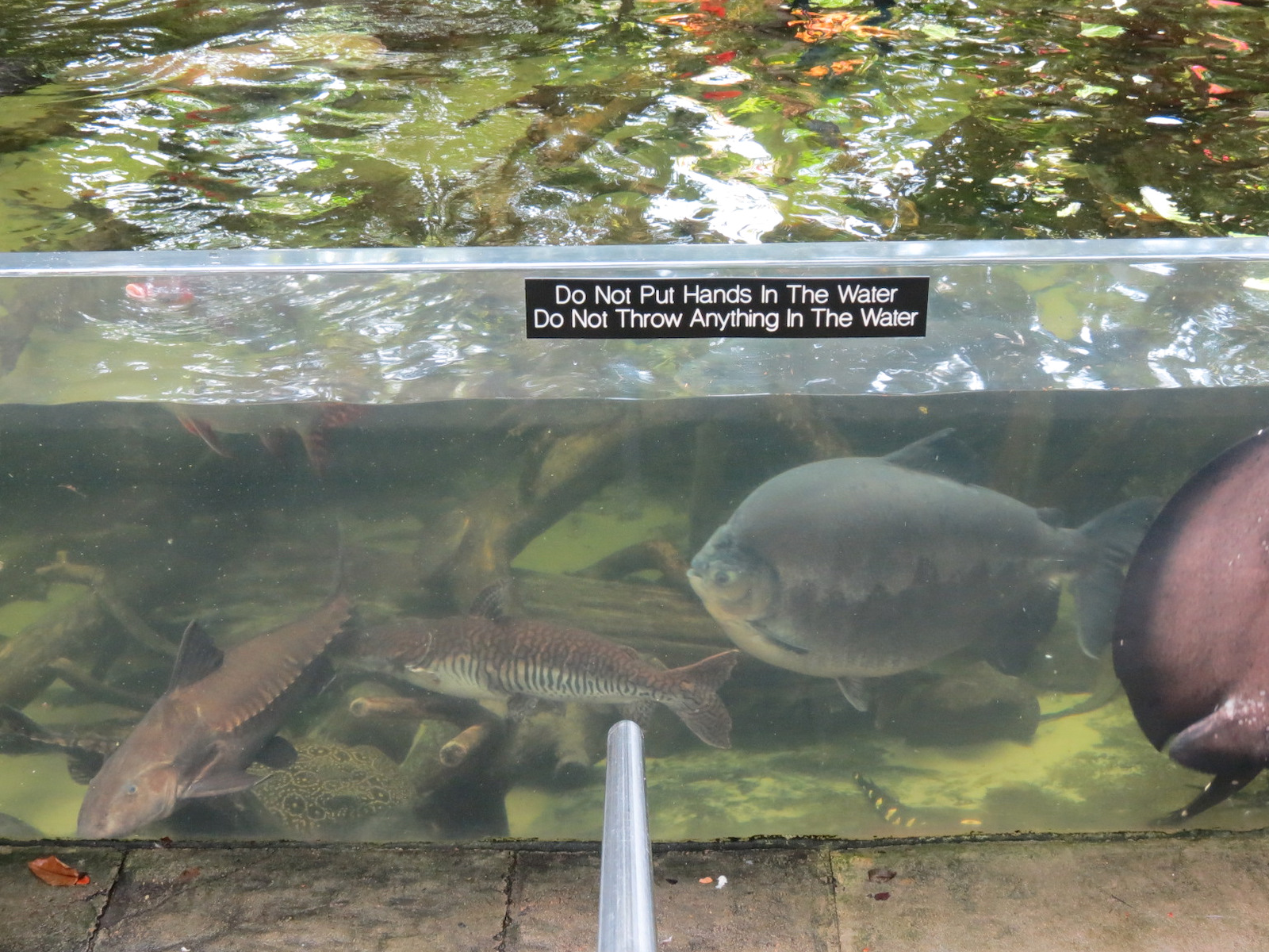 Rainforest - South American Pond Exhibit Area