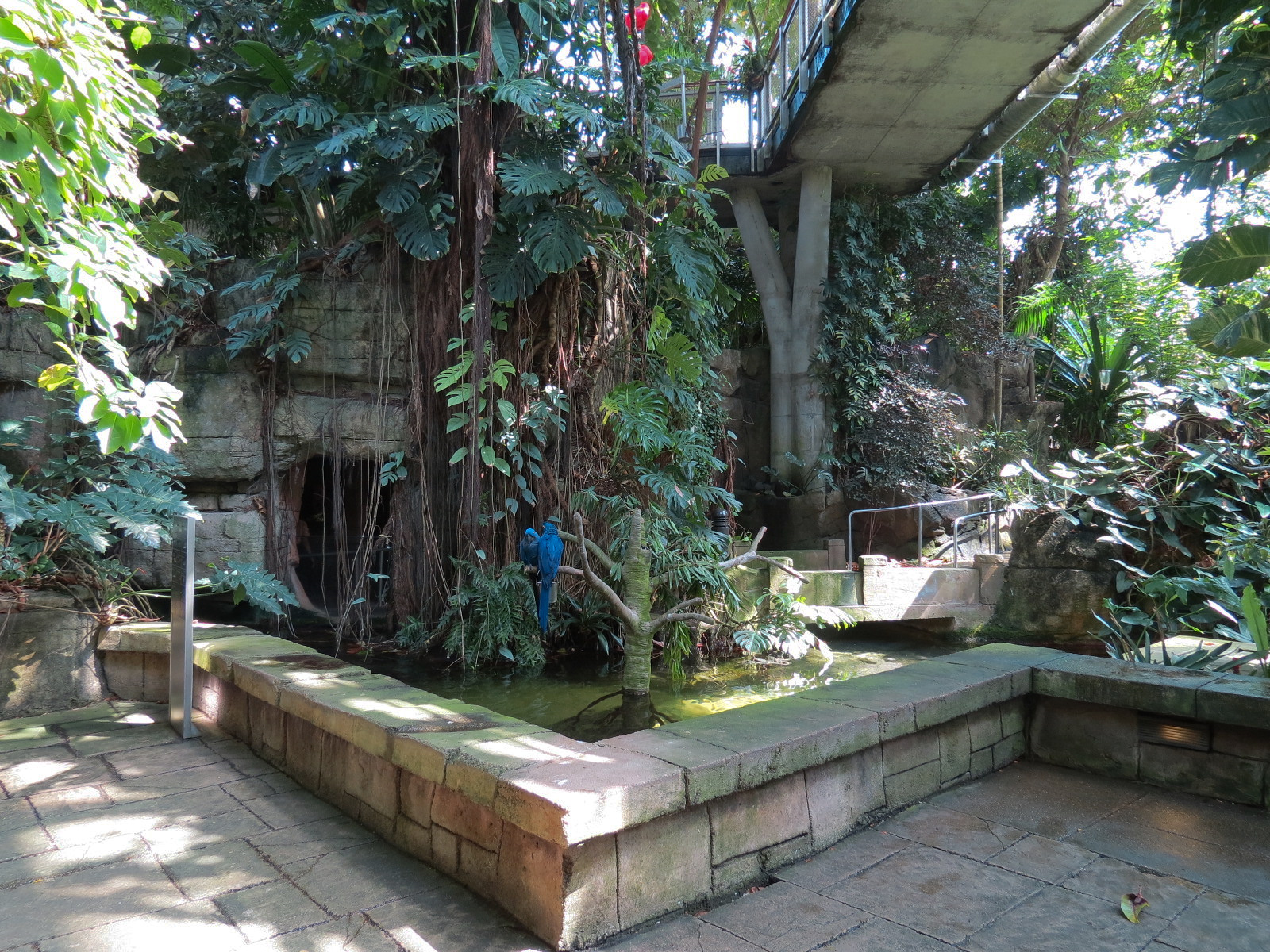 Rainforest - South American Pond Exhibit Area
