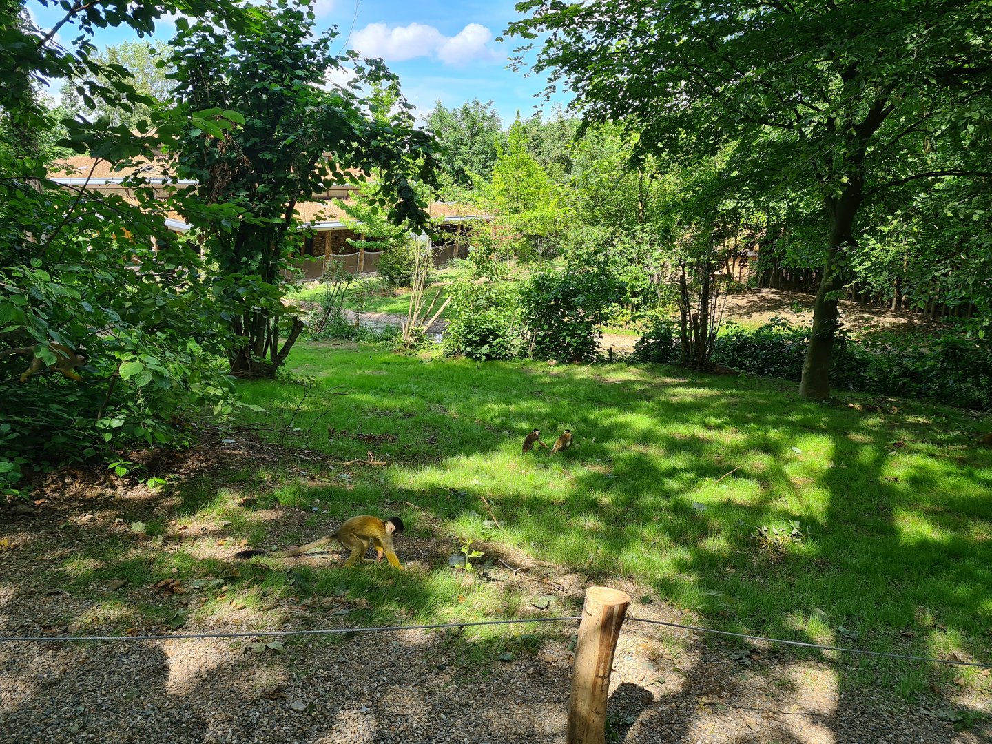 Rainforest - Squirrel monkey forest