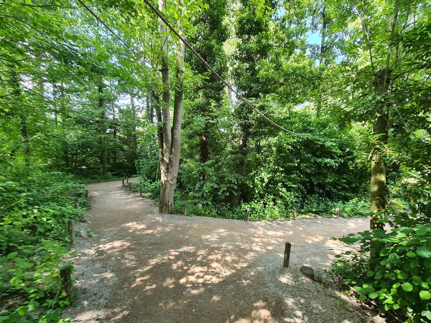 Rainforest - Squirrel monkey forest