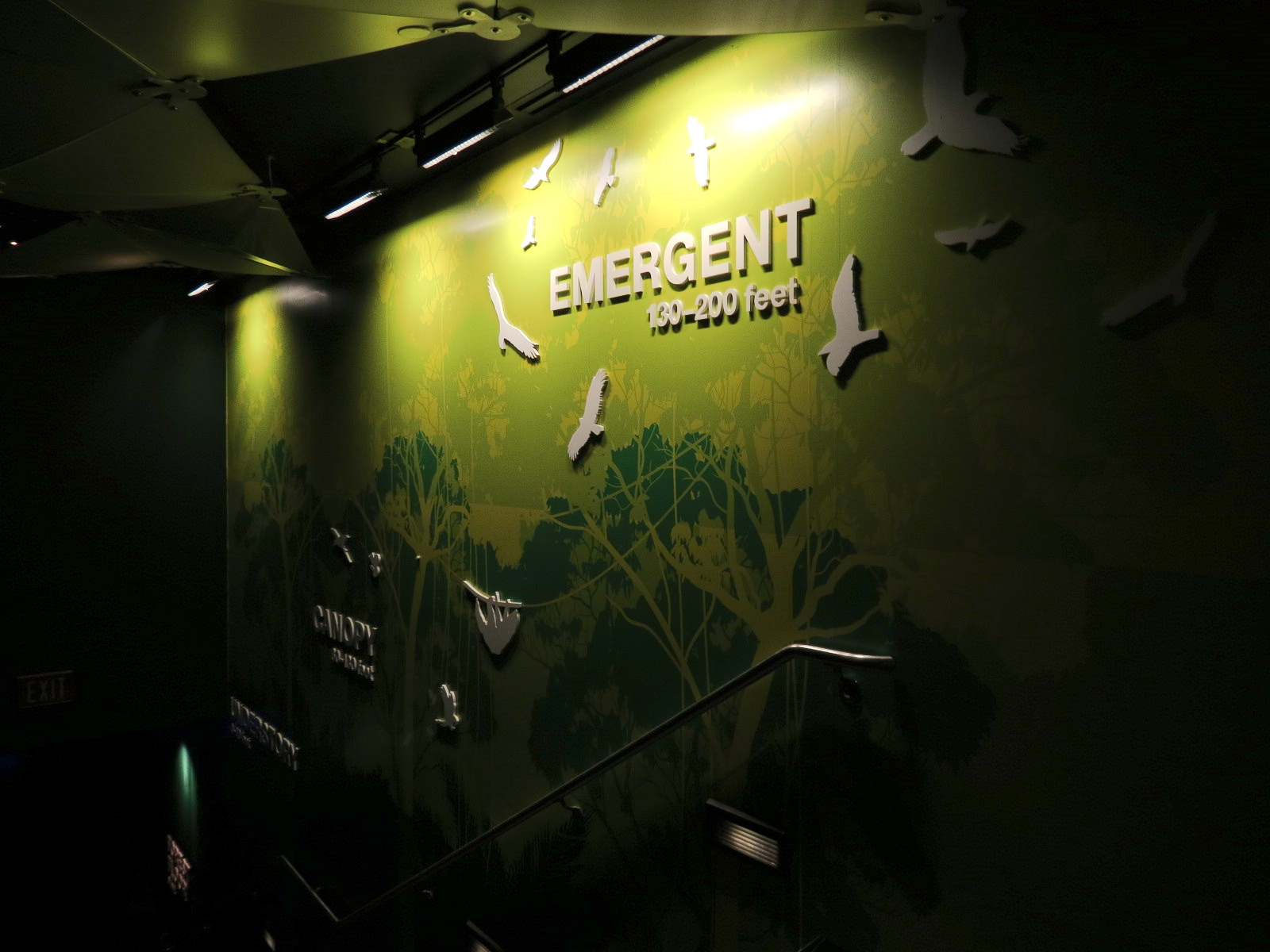 Rainforest - Stairway From Upper Level of Pyramid to Lower Level