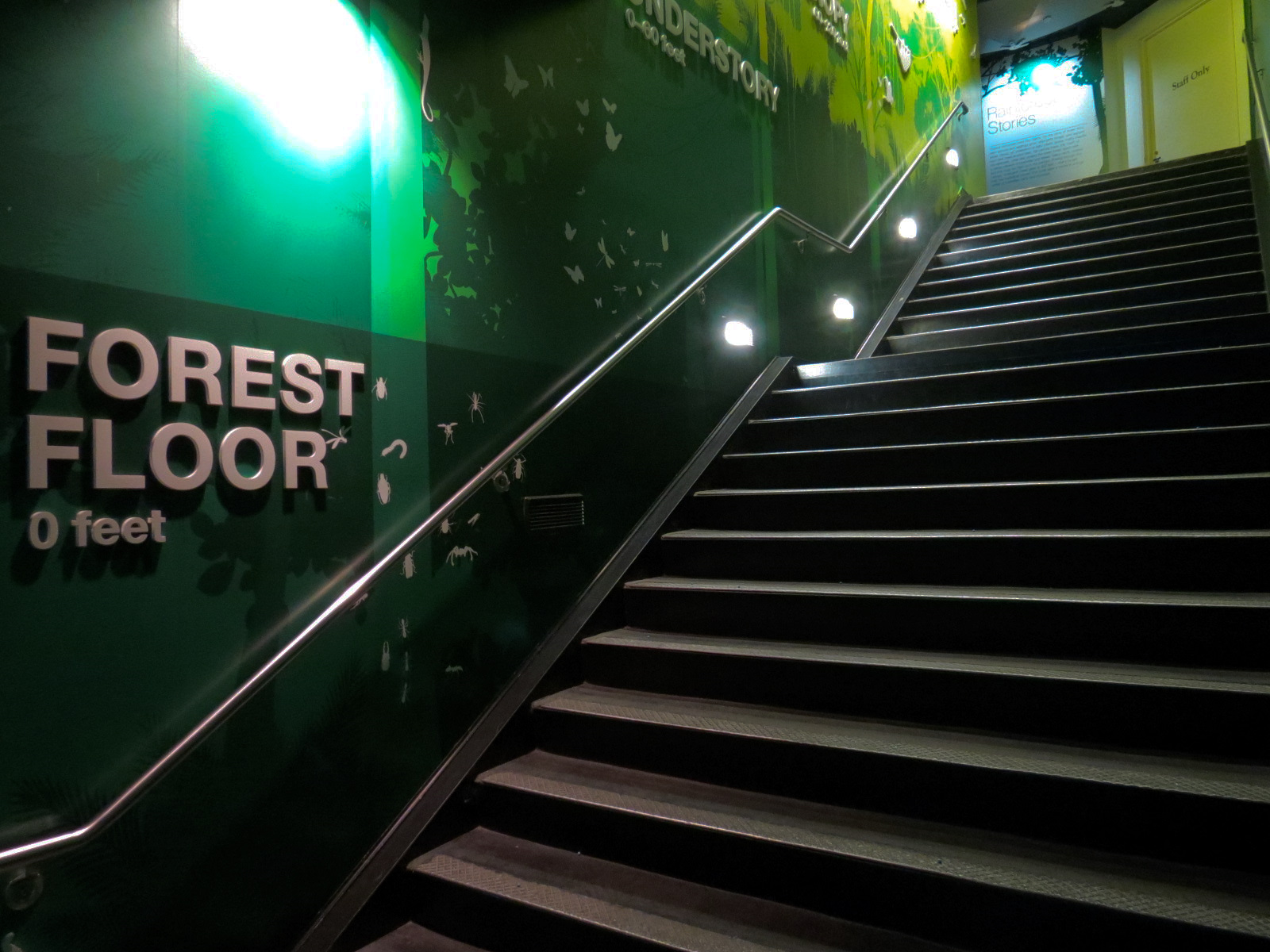 Rainforest - Stairway From Upper Level of Pyramid to Lower Level