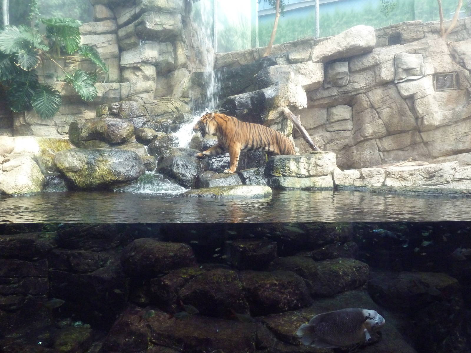 Rainforest - Sumatran Tiger Exhibit