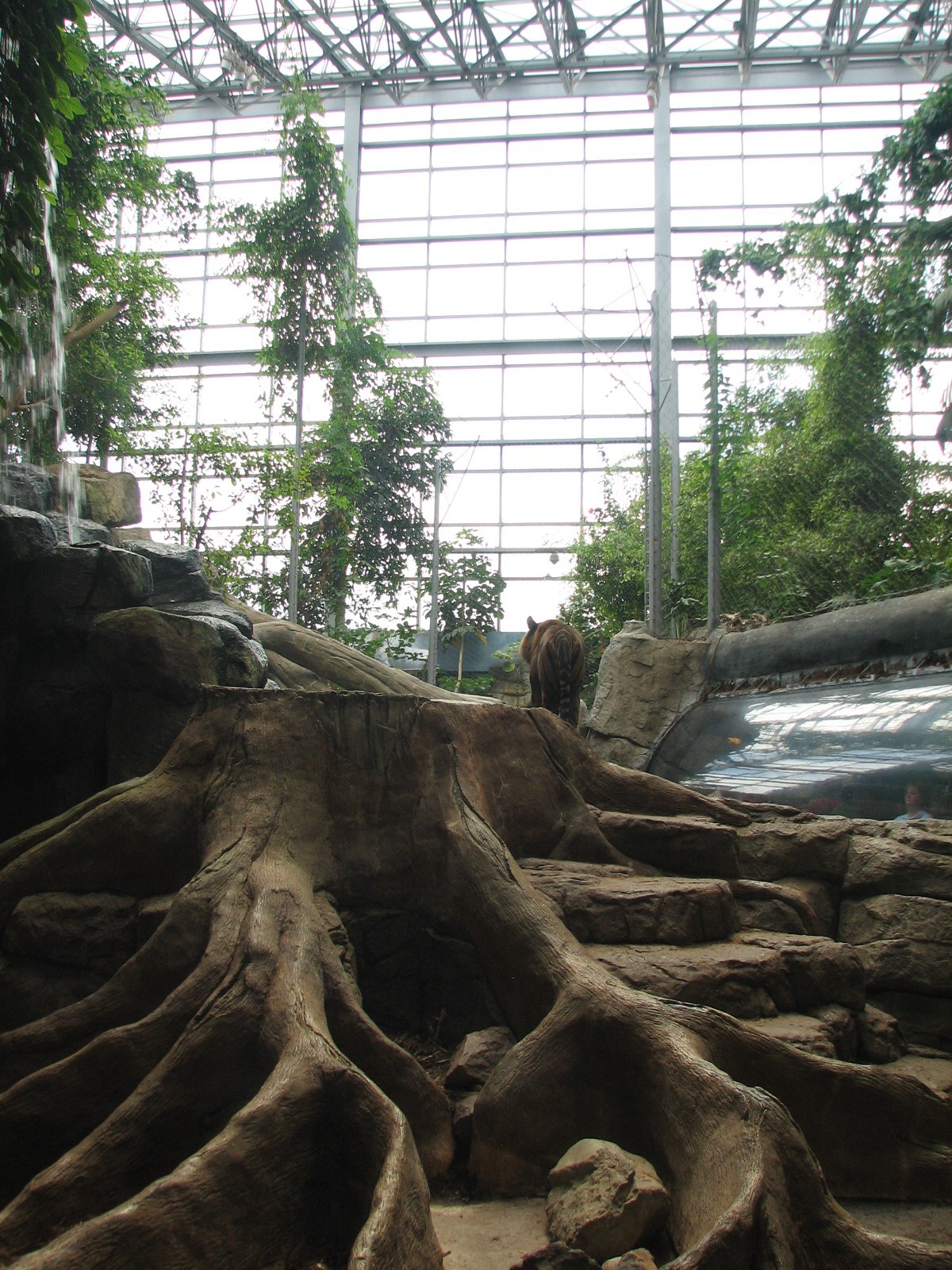 Rainforest - Sumatran Tiger Habitat