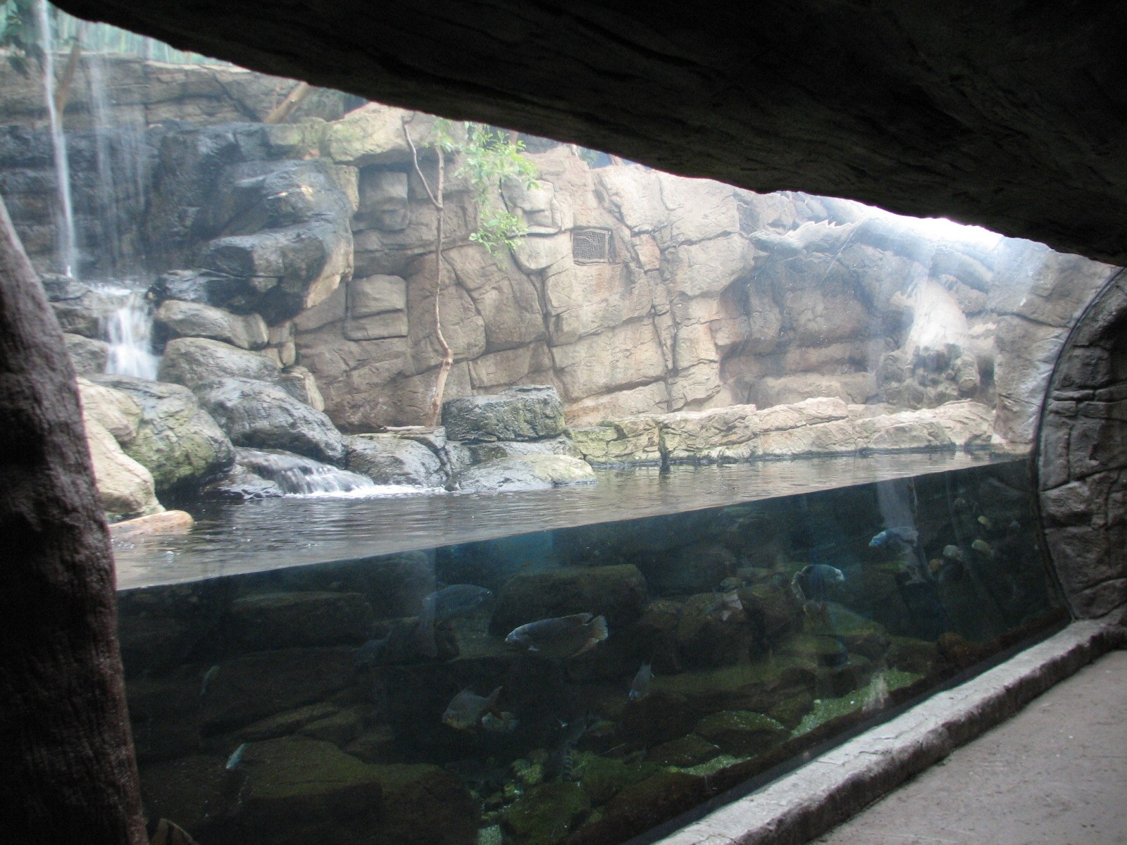 Rainforest - Sumatran Tiger Viewing Area