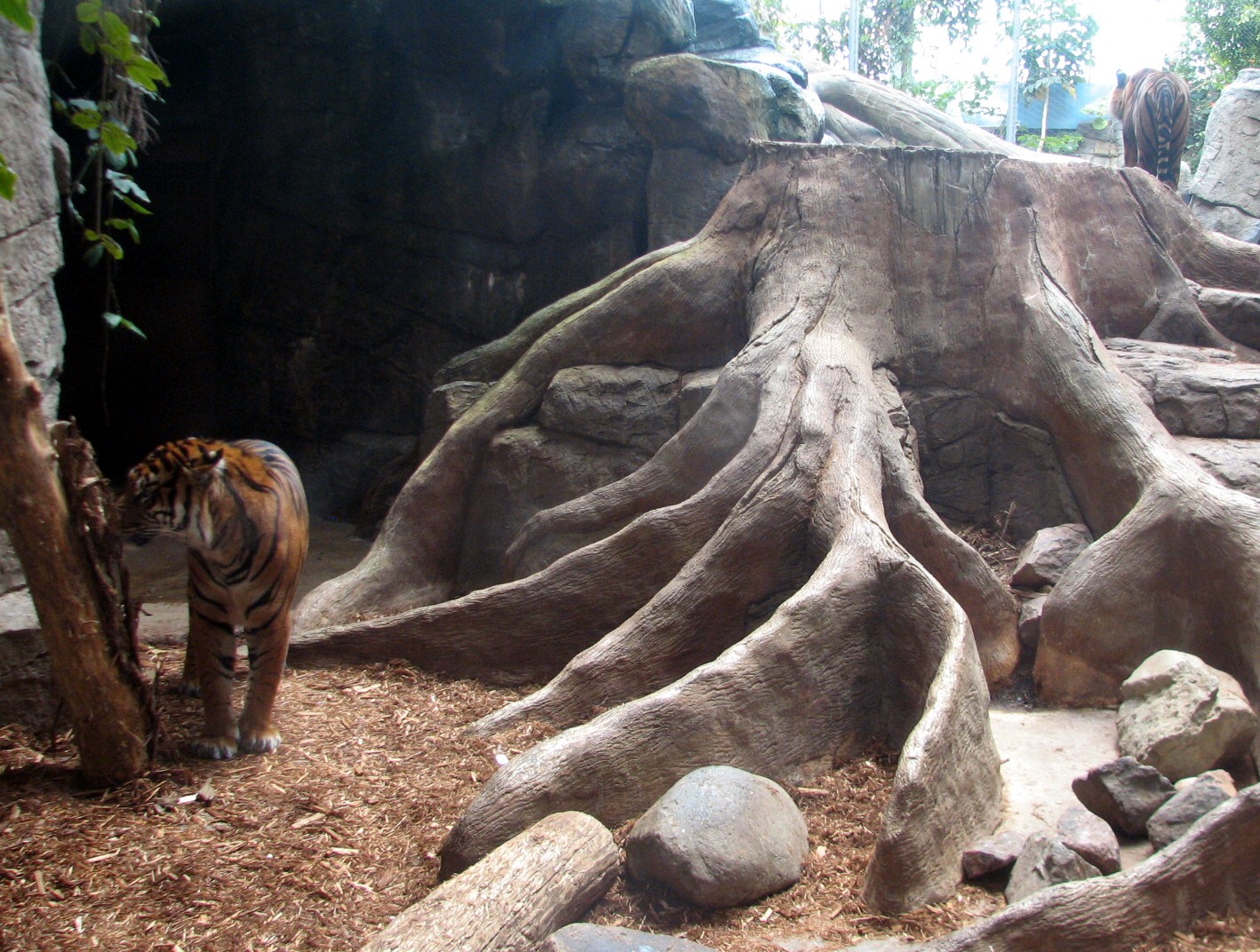 Rainforest - Sumatran Tiger