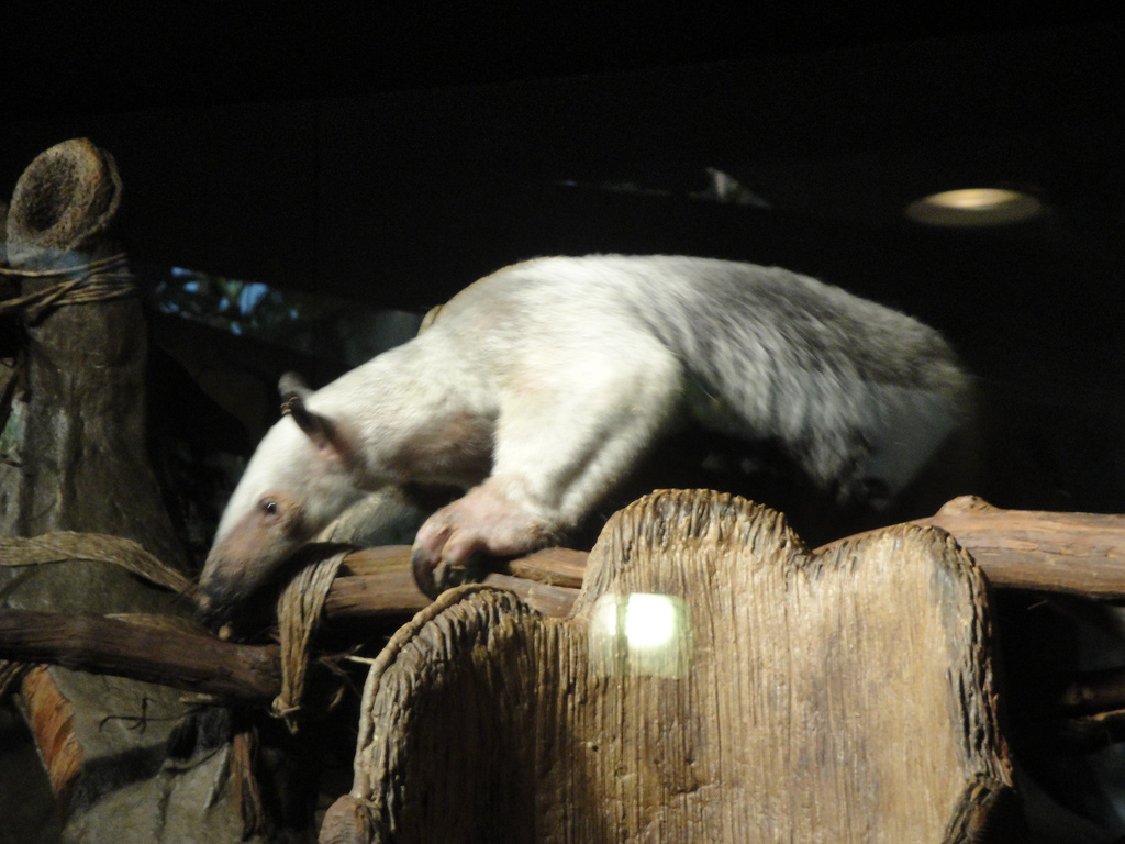 Rainforest - Tamandua