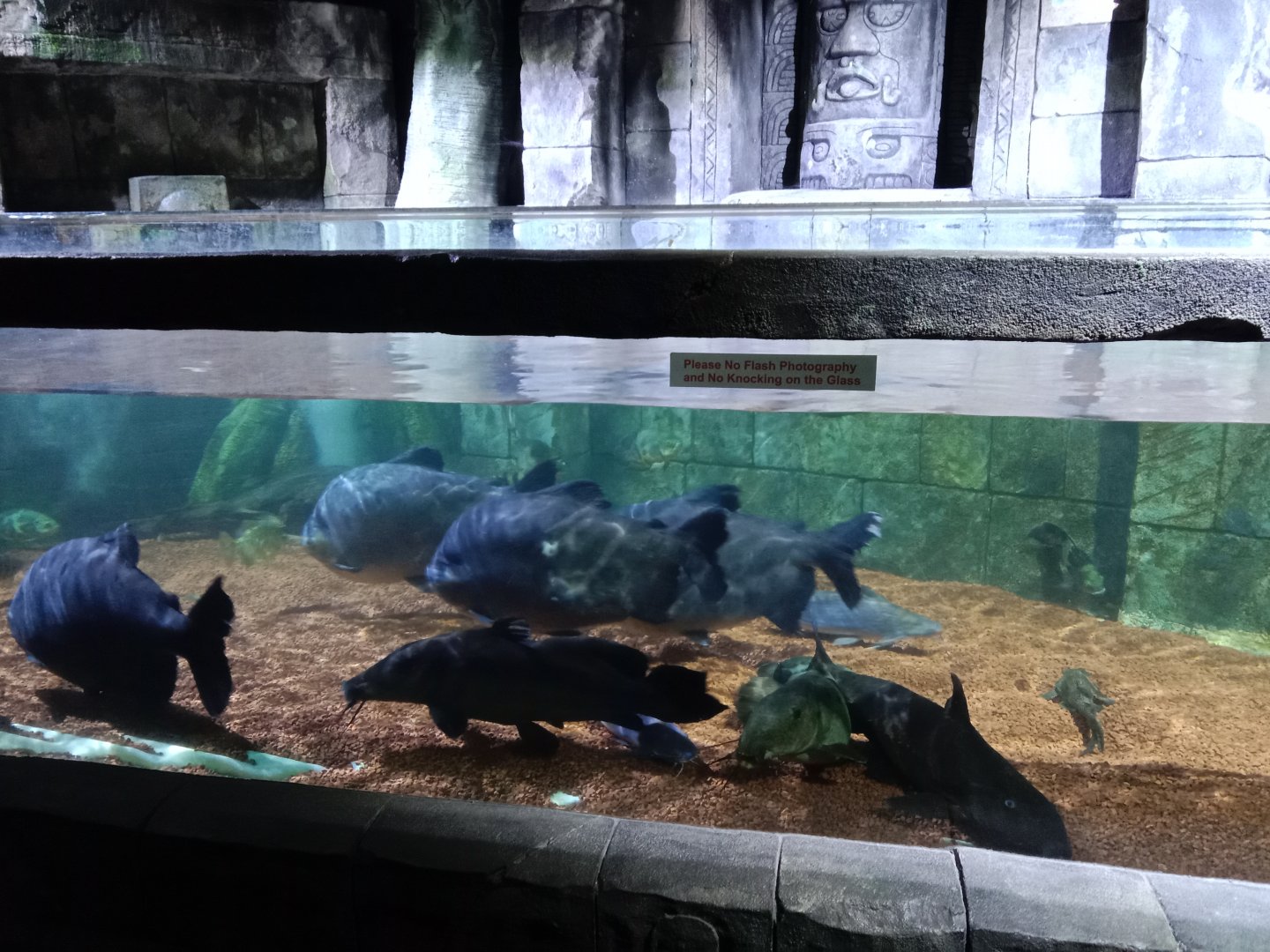 Rainforest Tank, 3.5.25