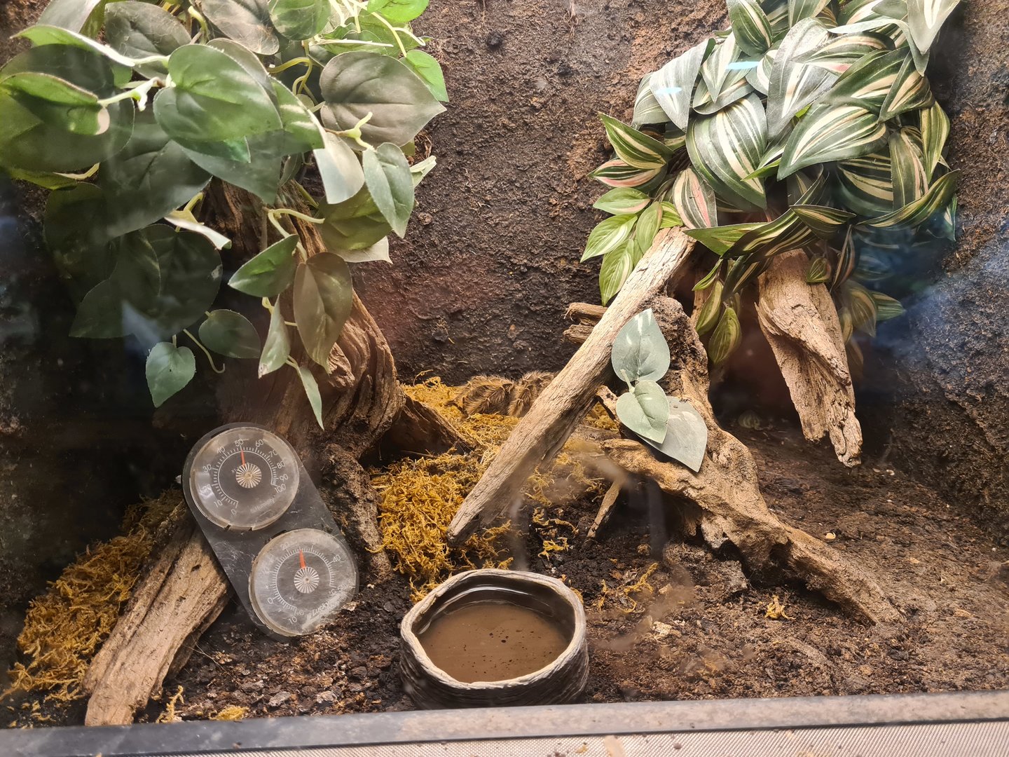 Rainforest - Tarantula enclosure in Tapir Terrarium building