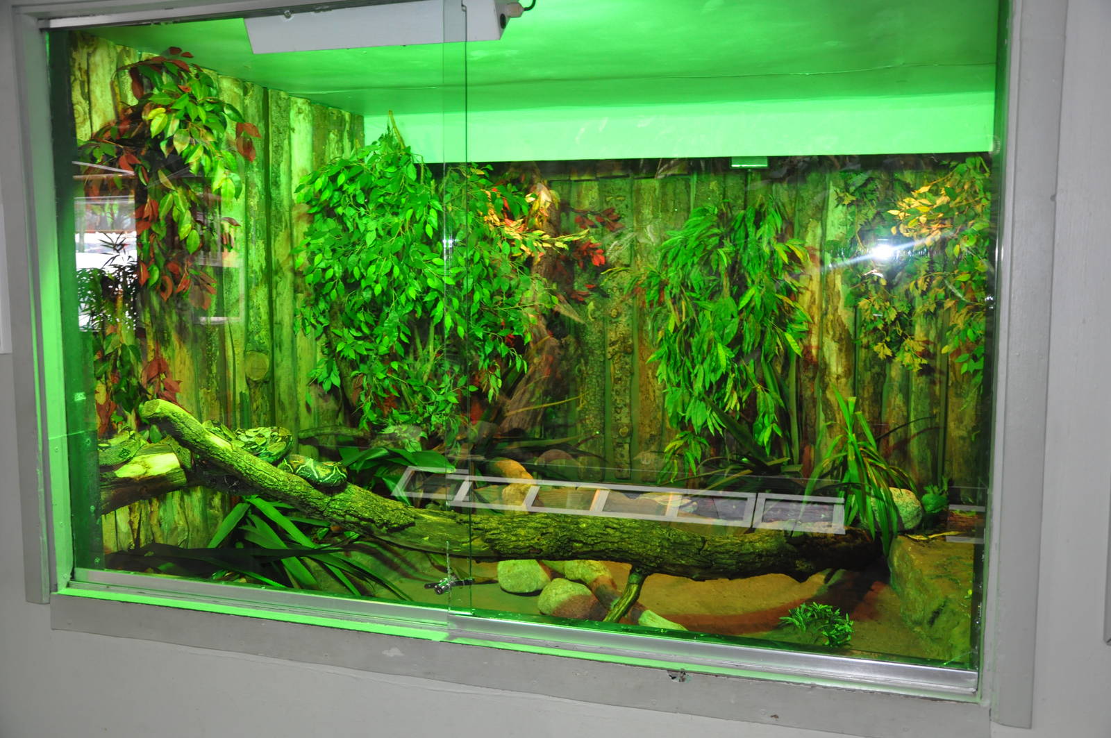 Rainforest Terrarium