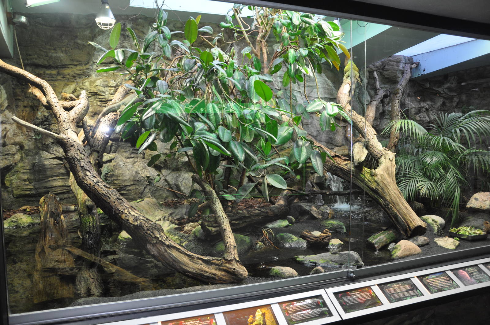 Rainforest Terrarium