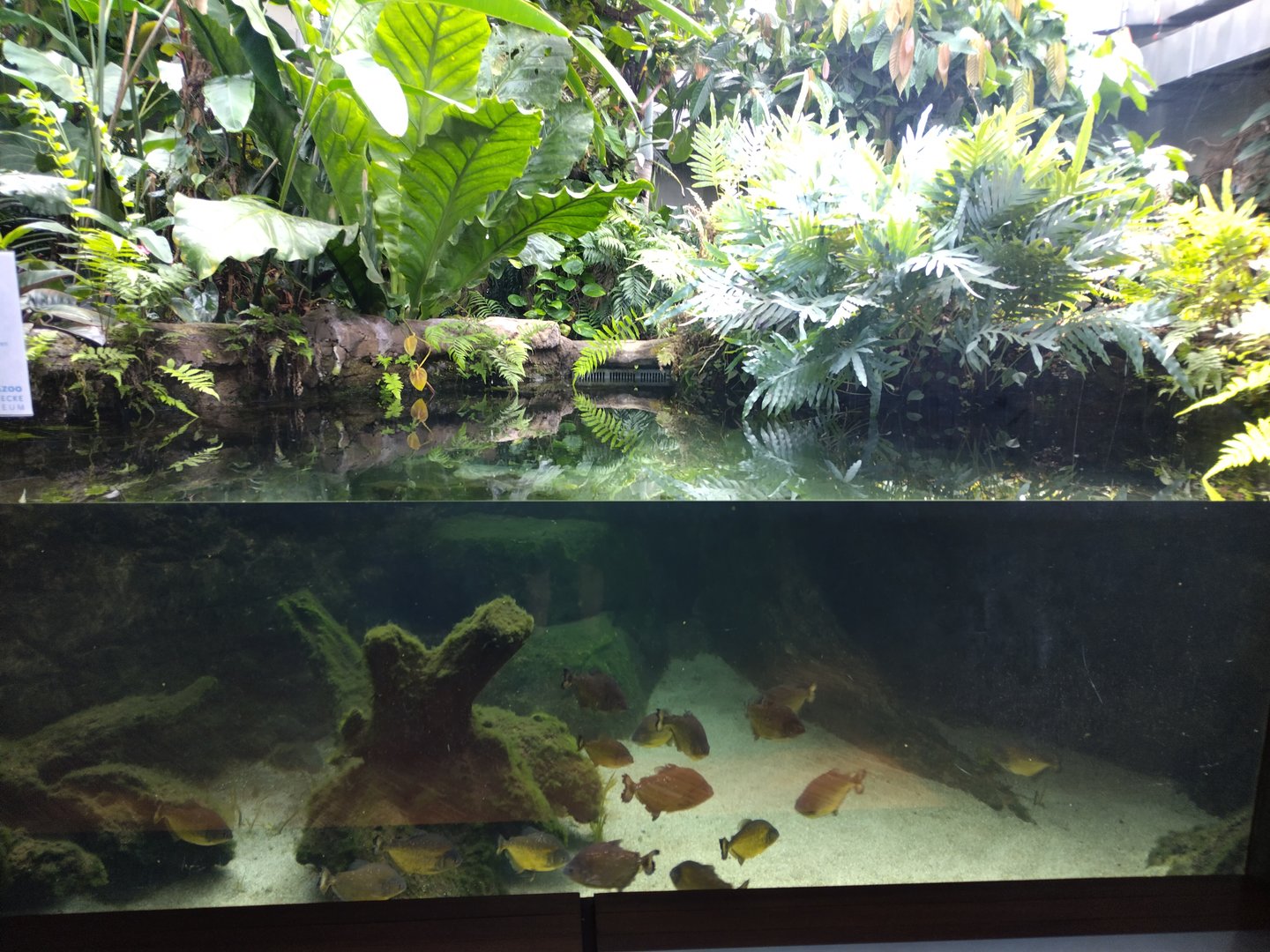 Rainforest themed tank