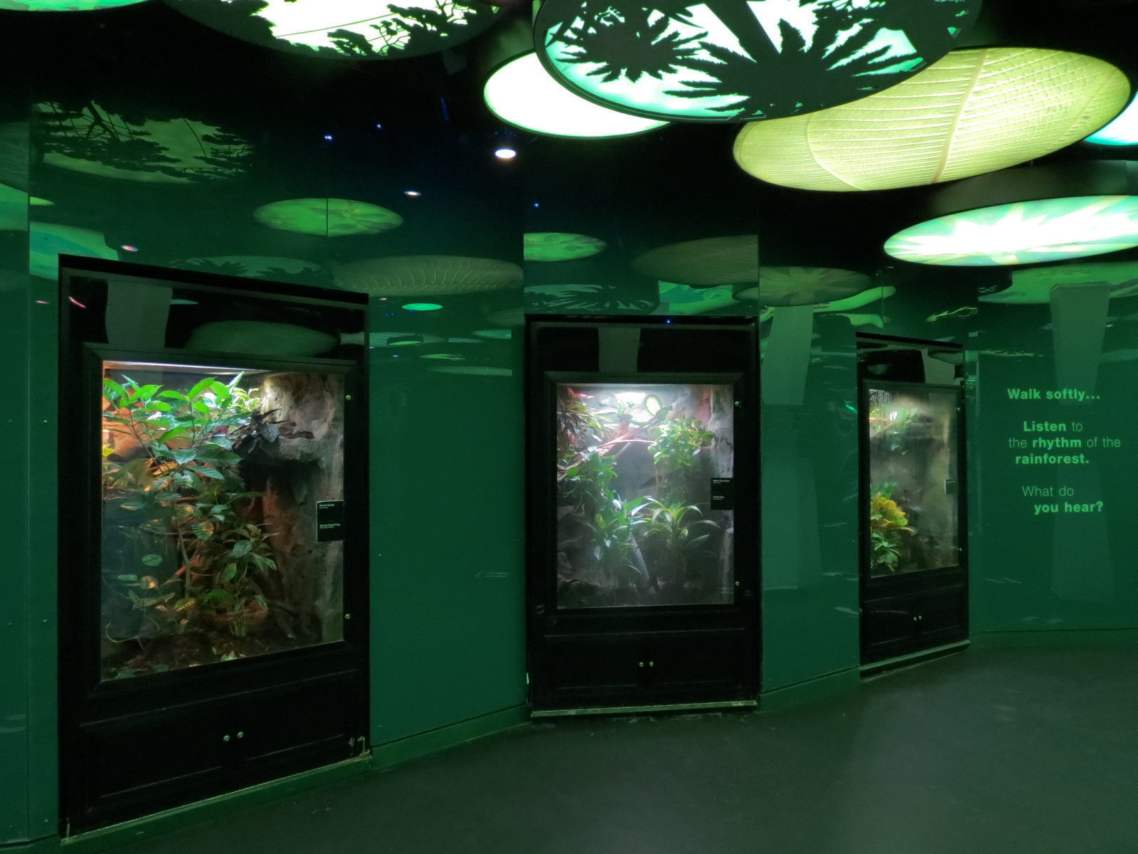 Rainforest - Three Exhibits
