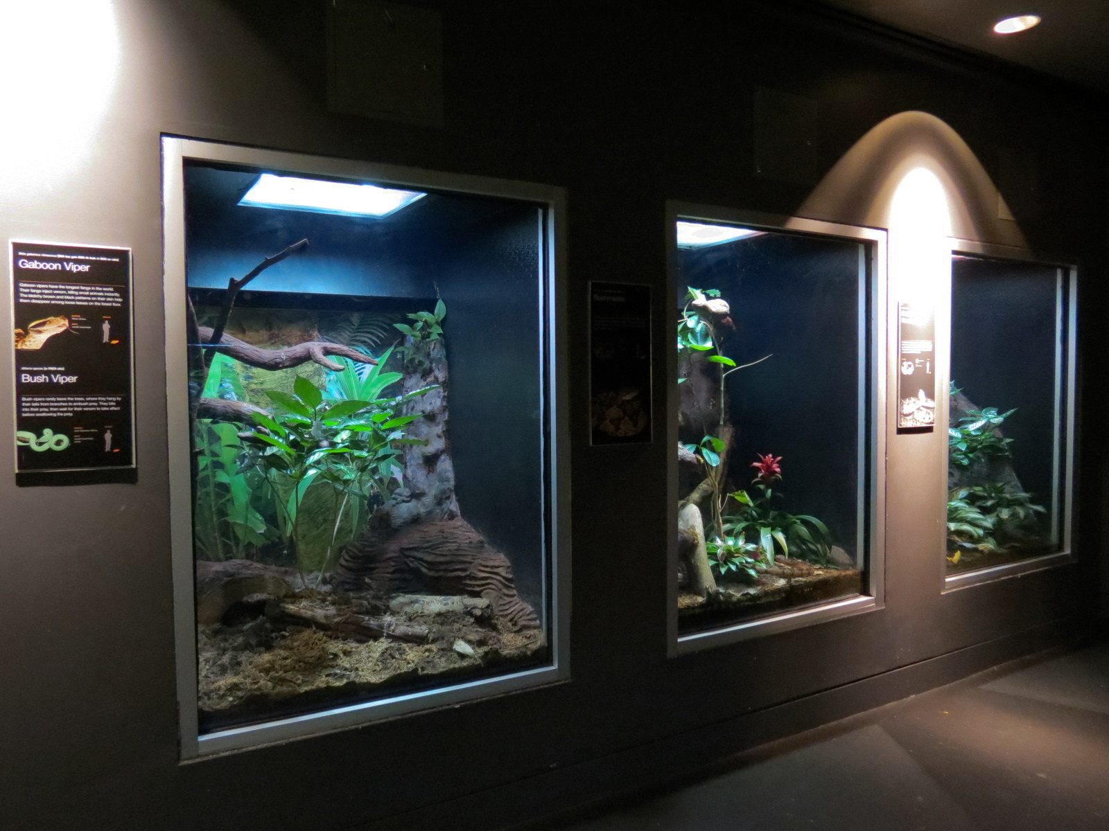 Rainforest - Three Reptile Exhibits