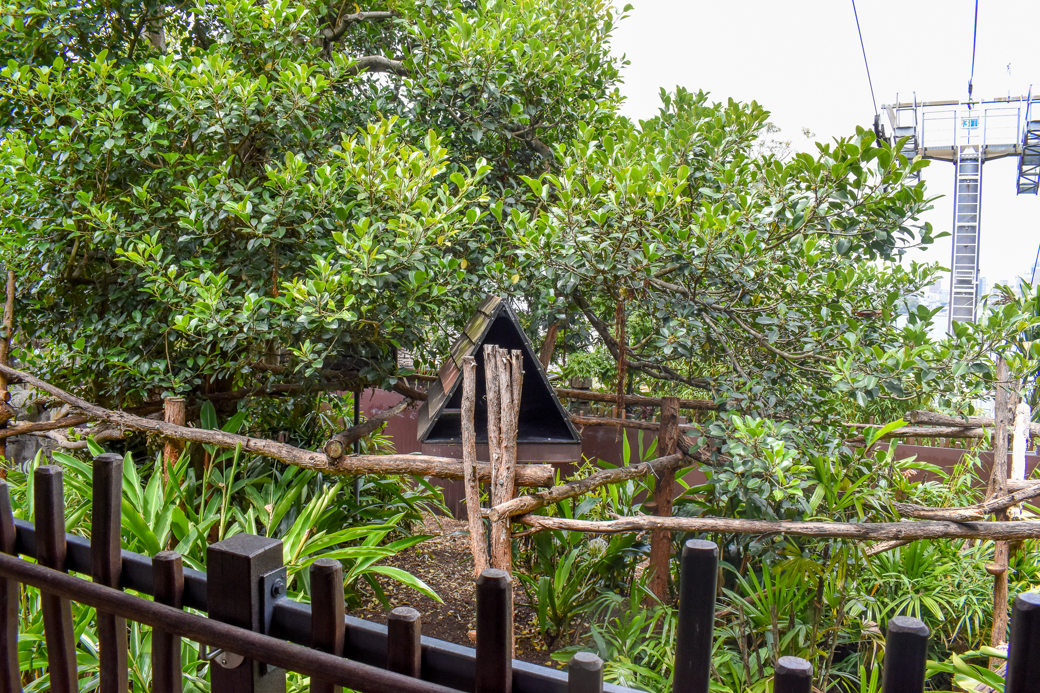 Rainforest Trail - Binturong Enclosure