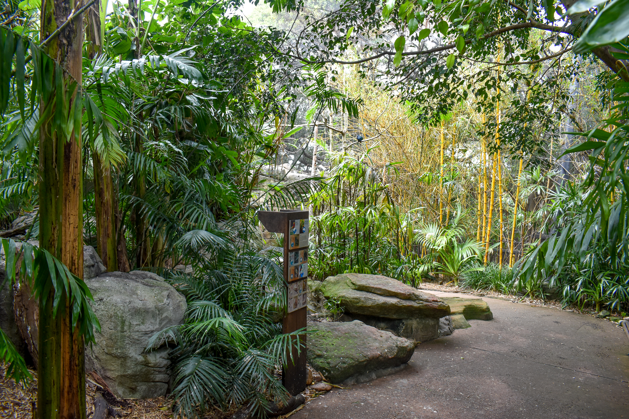Rainforest Trail - Palm Aviary