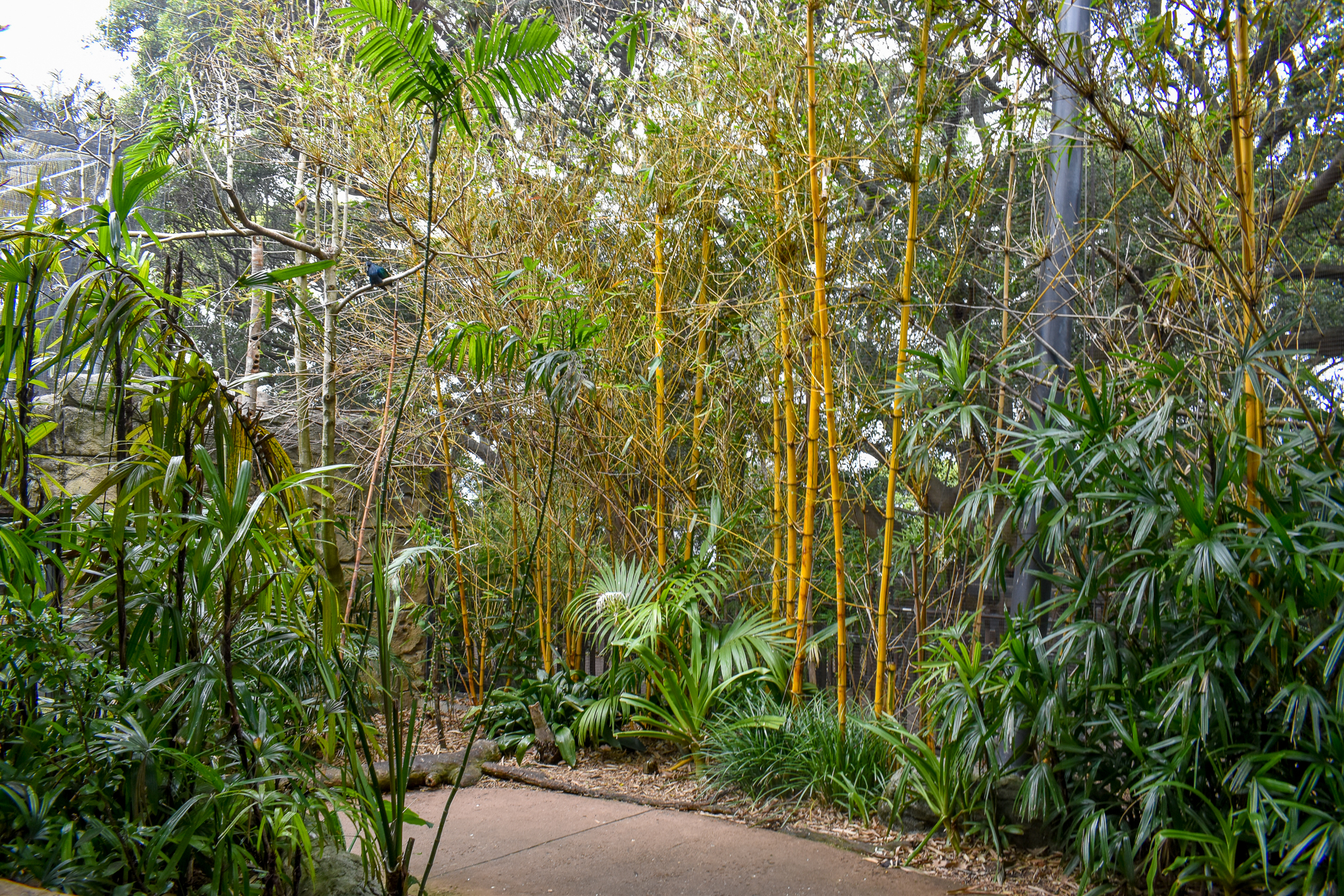 Rainforest Trail - Palm Aviary