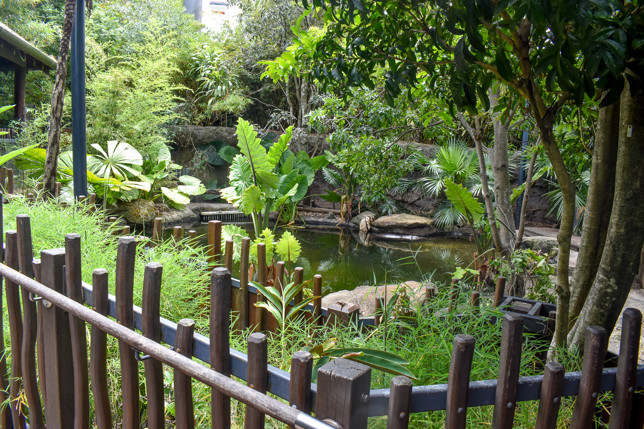 Rainforest Trail - Pygmy Hippo Enclosure