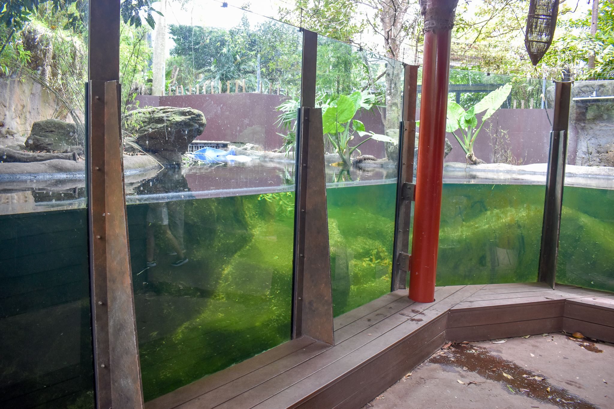Rainforest Trail - Pygmy Hippo Underwater Viewing