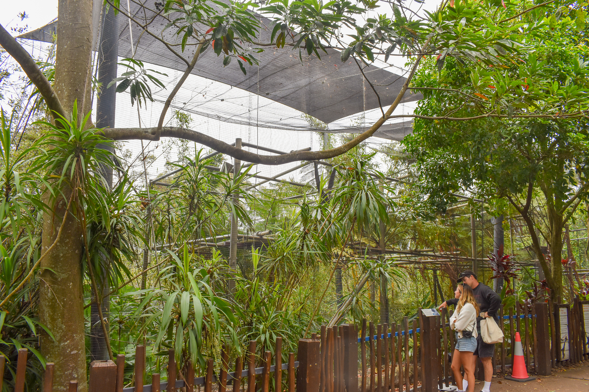 Rainforest Trail - White-cheeked Gibbon Enclosure